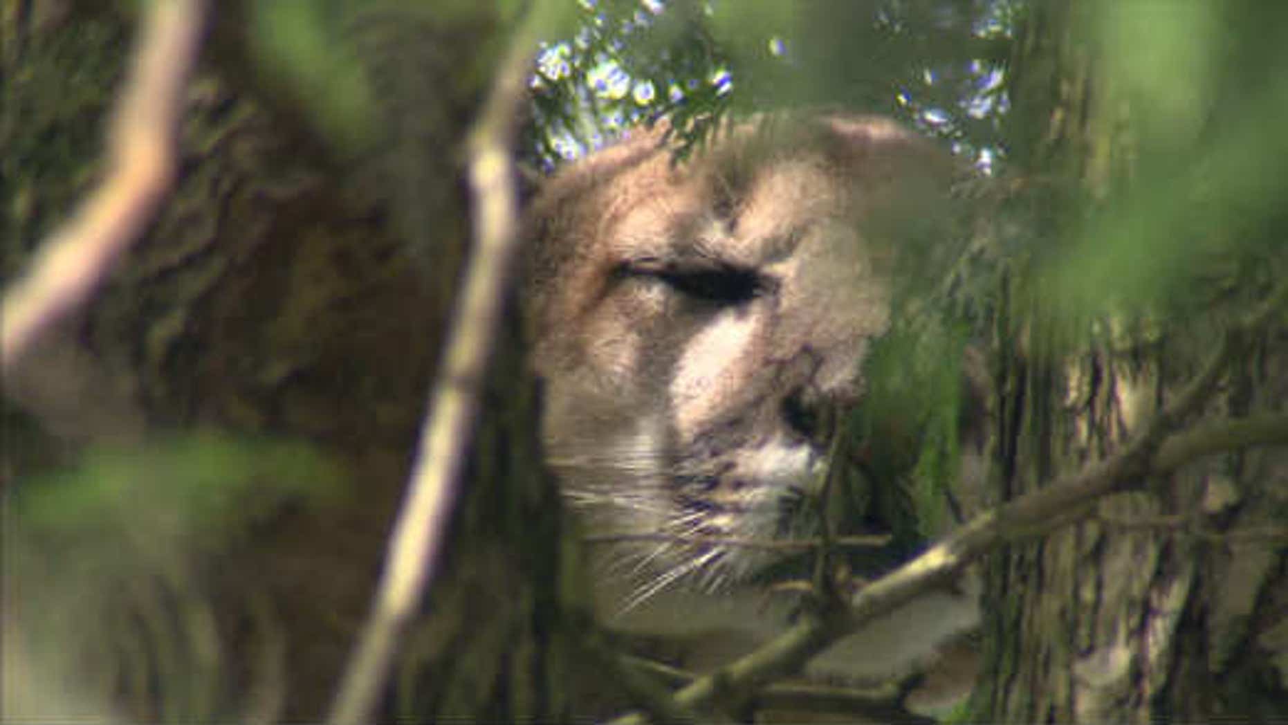 July 4, 2014: This still from a video shows a cougar who was tranquilized and euthanized over the weekend in Portland, Ore. (Courtesy KPTV)