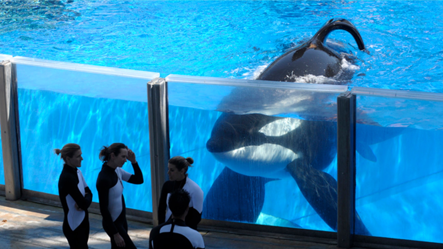 March 7, 2011: Killer whale Tilikum, right, watches as SeaWorld Orlando trainers take a break during a training session at the theme park's Shamu Stadium in Orlando, Fla.