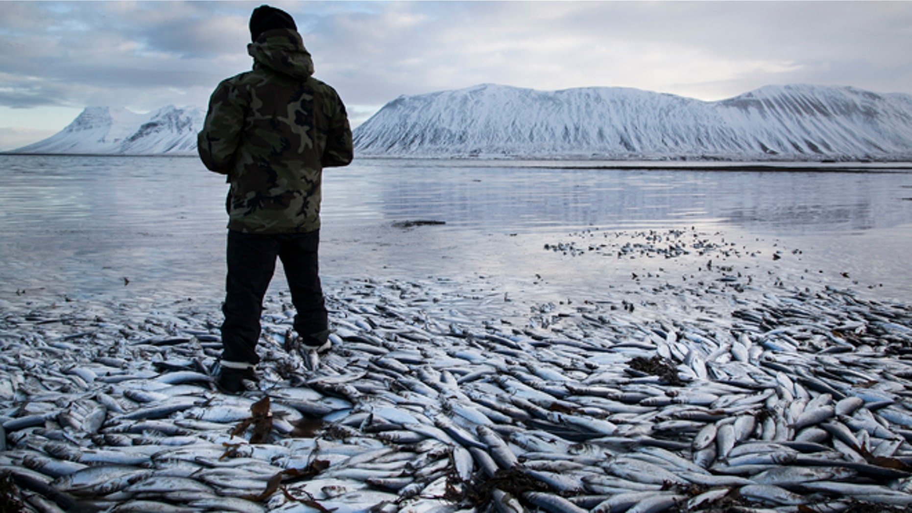 Feb. 5, 2013: Herring worth billions in exports are seen floating dead in Kolgrafafjordur, a small fjord on the northern part of Snaefellsnes peninsula, west Iceland, for the second time in two months.