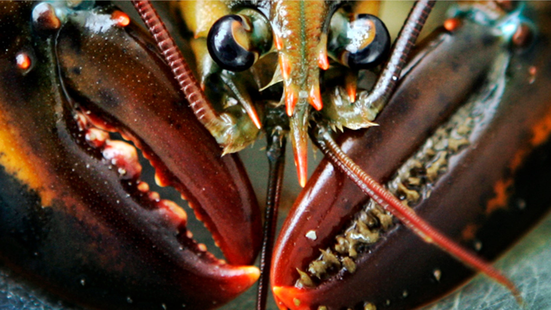 A young lobster is seen on Friendship Long Island, Maine. Scientists have now figured out where the growth rings are to determine the age of a lobster.