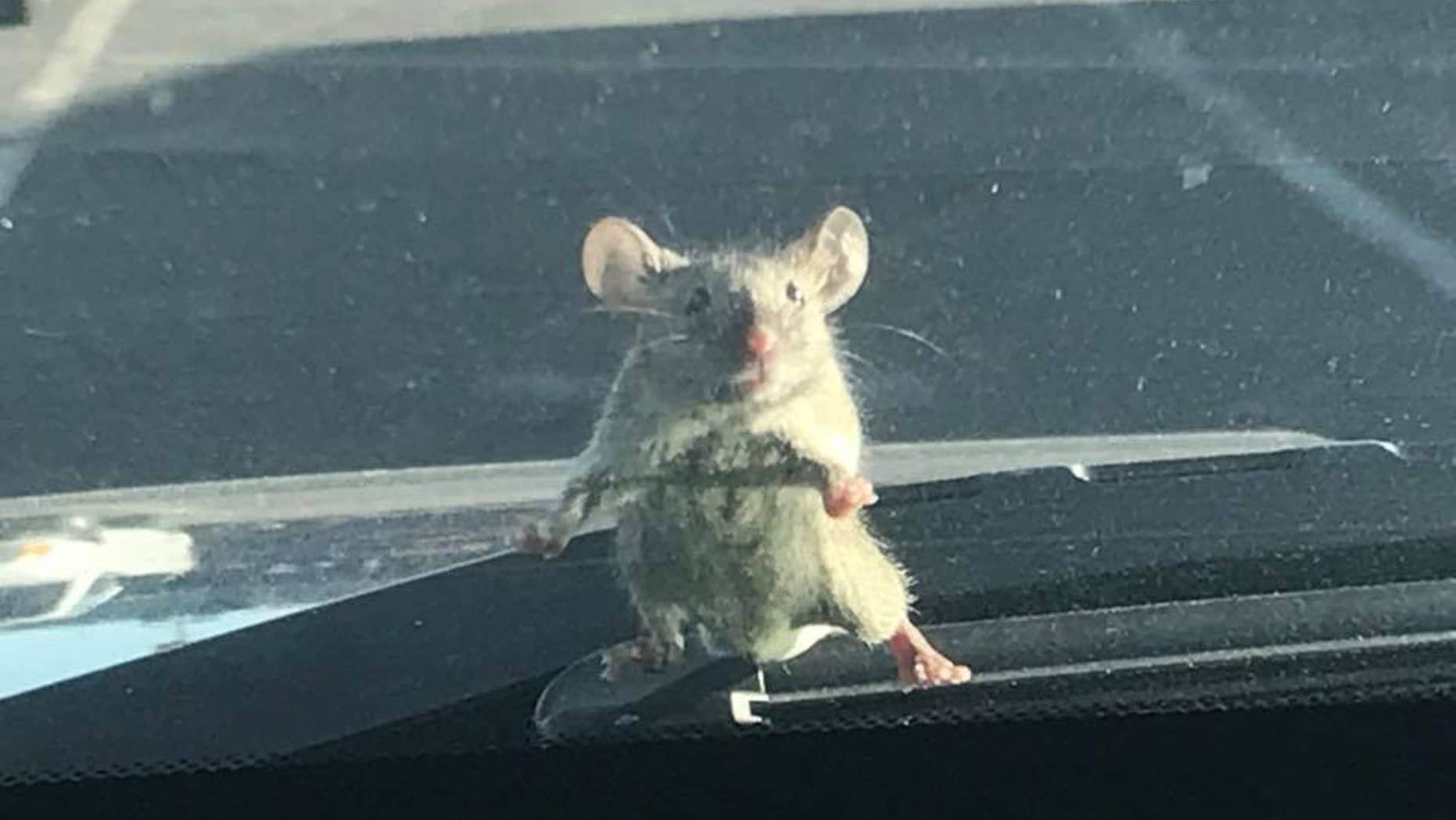 A mouse was spotted on a California sheriff's deputy's windshield on Sunday.