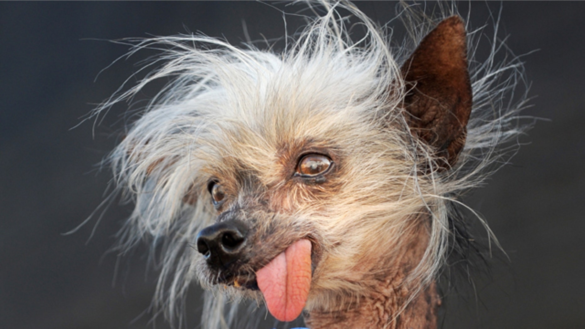 Former 'World's Ugliest Dog' Miss Ellie Dies at 17 | Fox News