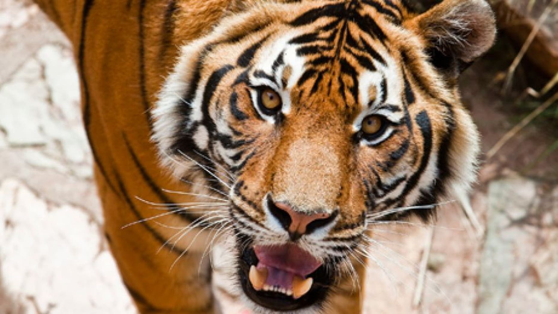 PRETORIA, SOUTH AFRICA - APRIL 18: (SOUTH AFRICA, UAE, BRAZIL OUT) Lolo the tiger plays with a football in the South African National zoo on April 18, 2010 in Pretoria, South Africa. The zoo held a soccer fever day for visitors who wore their favourite soccer jerseys while showing off their football skills. (Photo by Foto24/Gallo Images Images)
