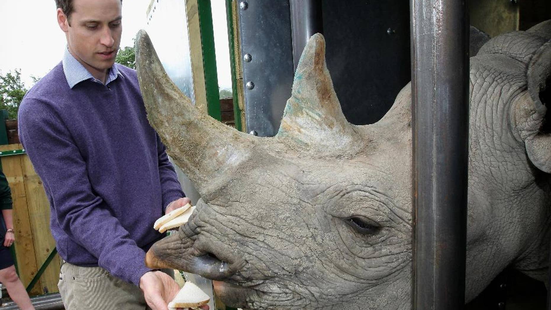 FILE - In this Wednesday June 6, 2012 file photo Britain's Prince William feeds a black rhino called Zawadi as he visits Port Lympne Wild Animal Park in Port Lympne, southern England. The Aspinall Foundation said Sunday Oct. 9, 2016, two critically endangered eastern black rhinos bred in captivity in England have given birth in the wild in Africa. (Chris Jackson/Pool, File)