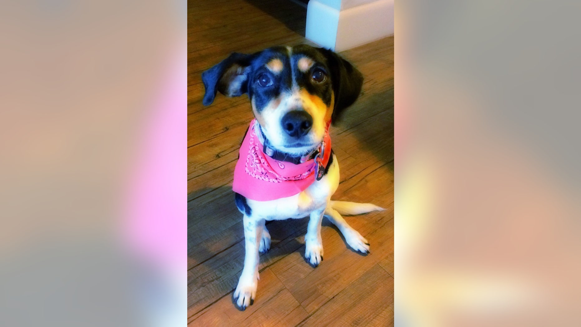 This May 20, 2016 photo released by Pamela Alvarez shows Alvarez's dog named Mika in Houston, Texas. Mexican airline Interjet has launched a campaign dubbed #BuscandoMika (FindMika) after the dog apparently escaped her cage and got lost at Mexico City's airport. Alvarez put appeals on social media sites saying the airline didn't inform her until she got to Houston that the dog escaped when the cage fell. (Pamela Alvarez via AP)