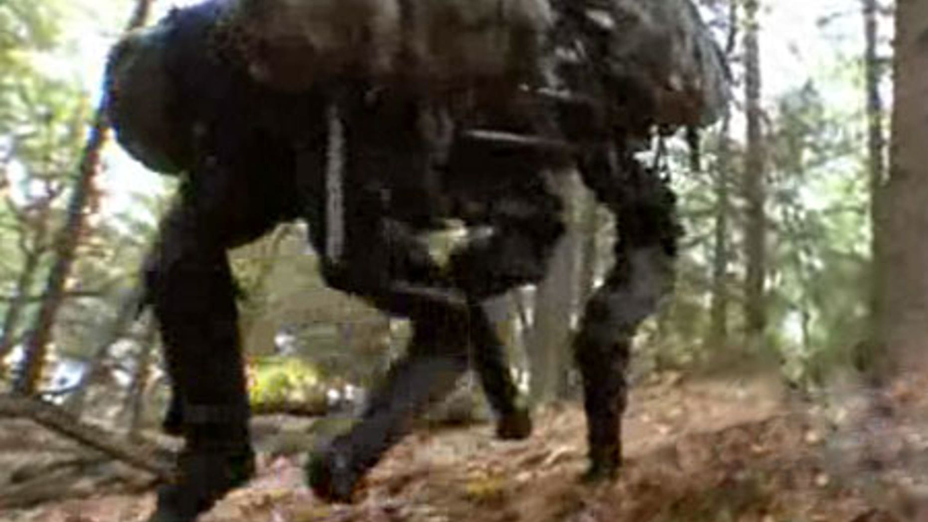 A BigDog robot climbs a hill in a test of its versatility. The U.S. military is deploying the robots to Afghanistan to navigate the country's treacherous terrain.