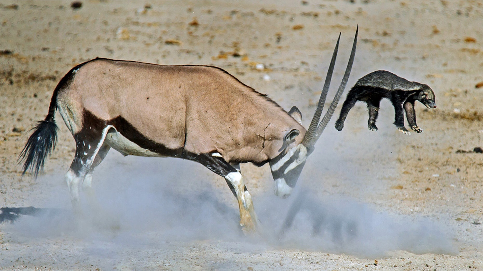 The photographer said the honey badger wouldn't give up the fight until the oryx decided 'enough is enough.'