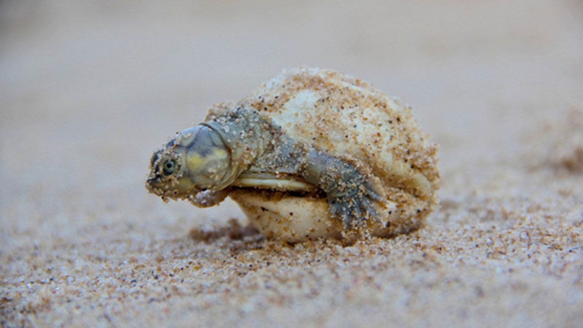 An endangered giant South American river turtle hatchling.