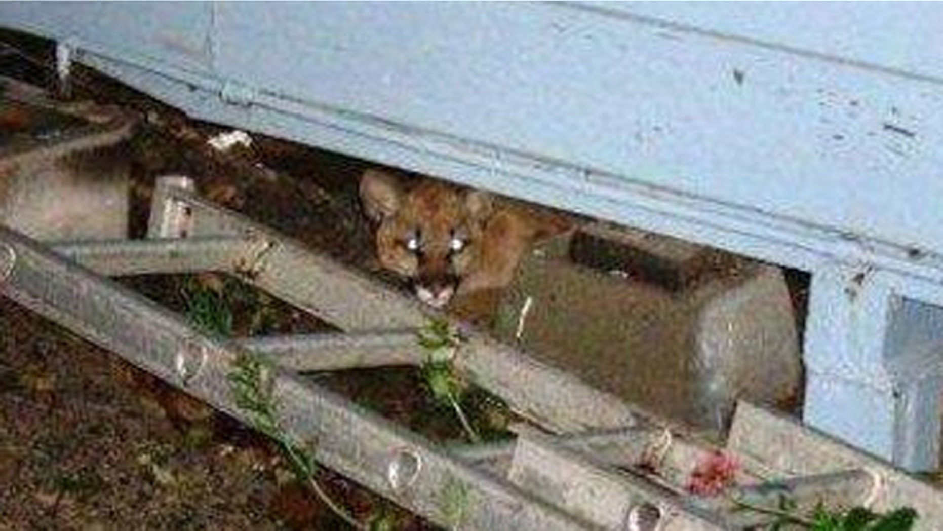 A young cougar is seen hiding under a house in Half Moon Bay shortly before it was gunned down by California Department of Fish and Game wardens.