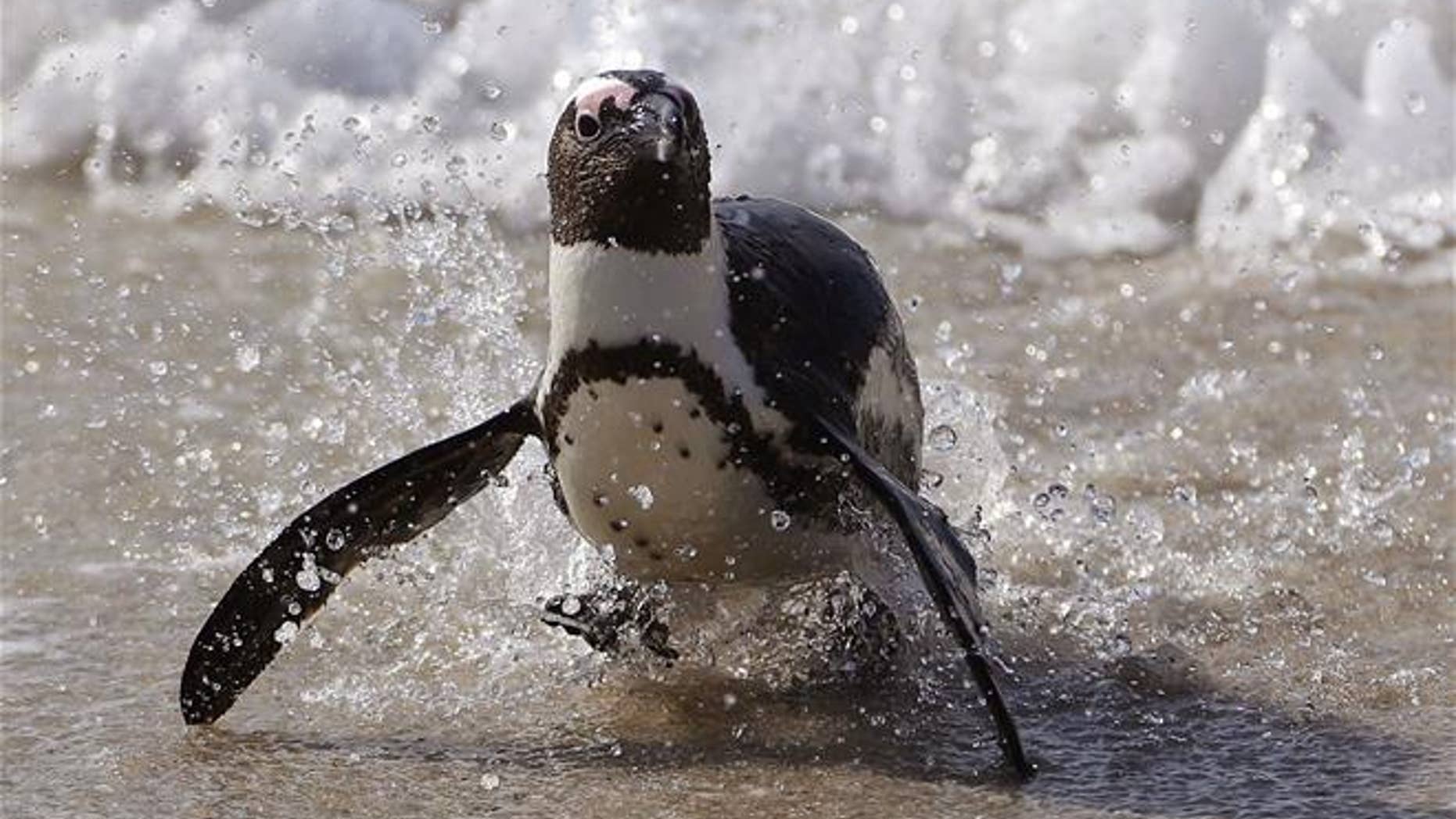 File photo of a penguin, this one in Simon's Town, South Africa.