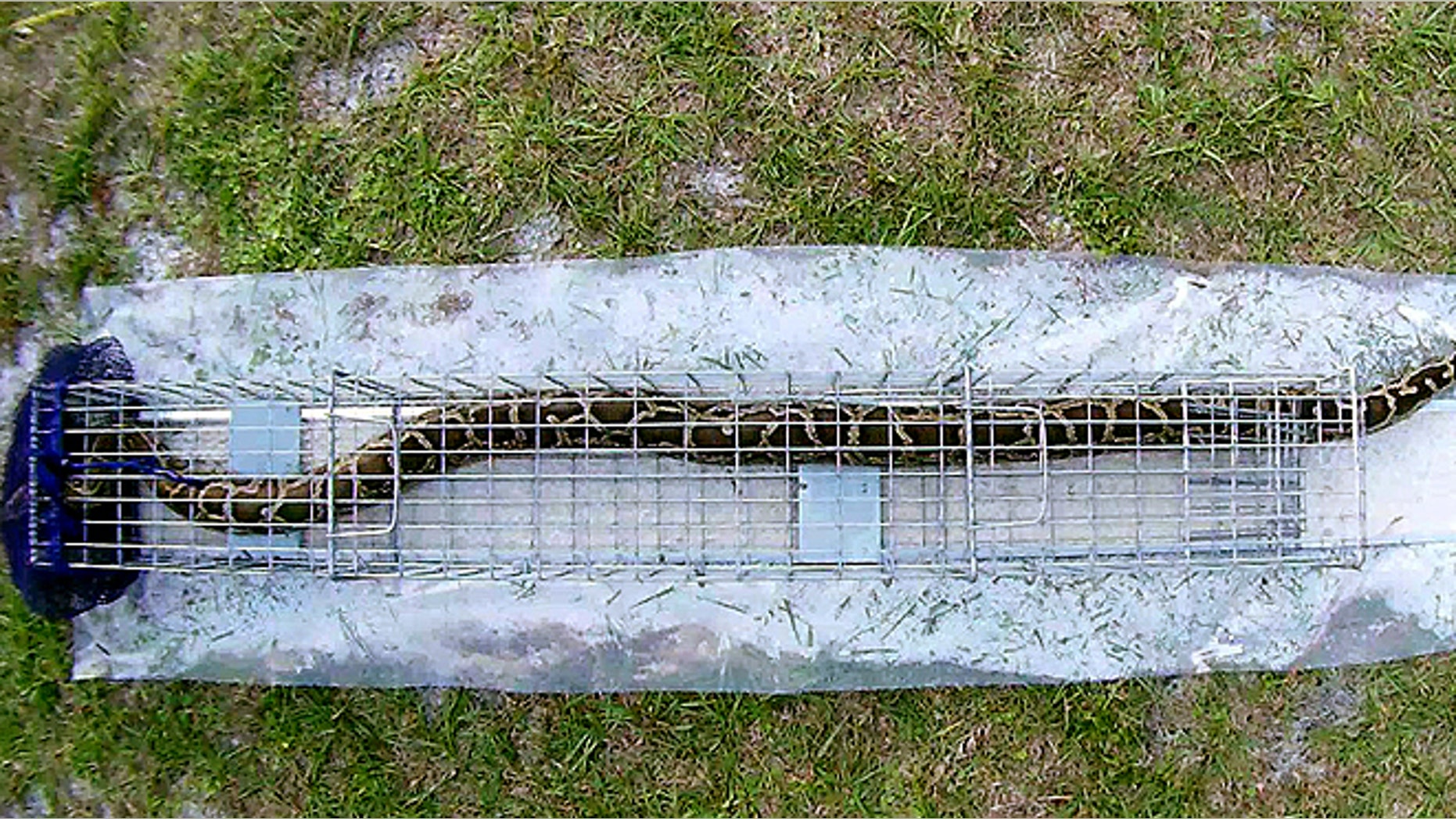 Nov. 18, 2011: A photo provided by the USDA Wildlife Services shows a python curled up in a test trap at their research facility in Gainesville, Fla. The trap patented by the USDA will test if pythons can be lured into traps. Pythons are invasive species that researchers believe are decimating populations of native mammals, especially in the Florida Everglades. (AP/USDA Wildlife Services, HO)