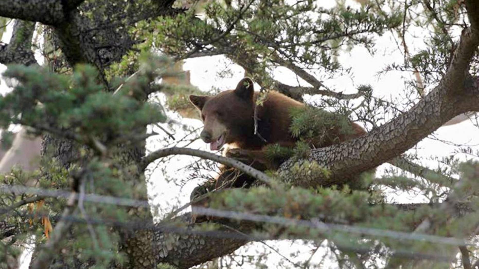 This photo provided by the Rancho Cucamonga Police Department shows a black bear in a tree in Rancho Cucamonga, Calif. on Wednesday, May 18, 2016. Wildlife authorities later tranquilized and captured the bear in Rancho Cucamonga at the foot of the San Gabriel Mountains 40 miles east of Los Angeles. (Rancho Cucamonga Police Department via AP)