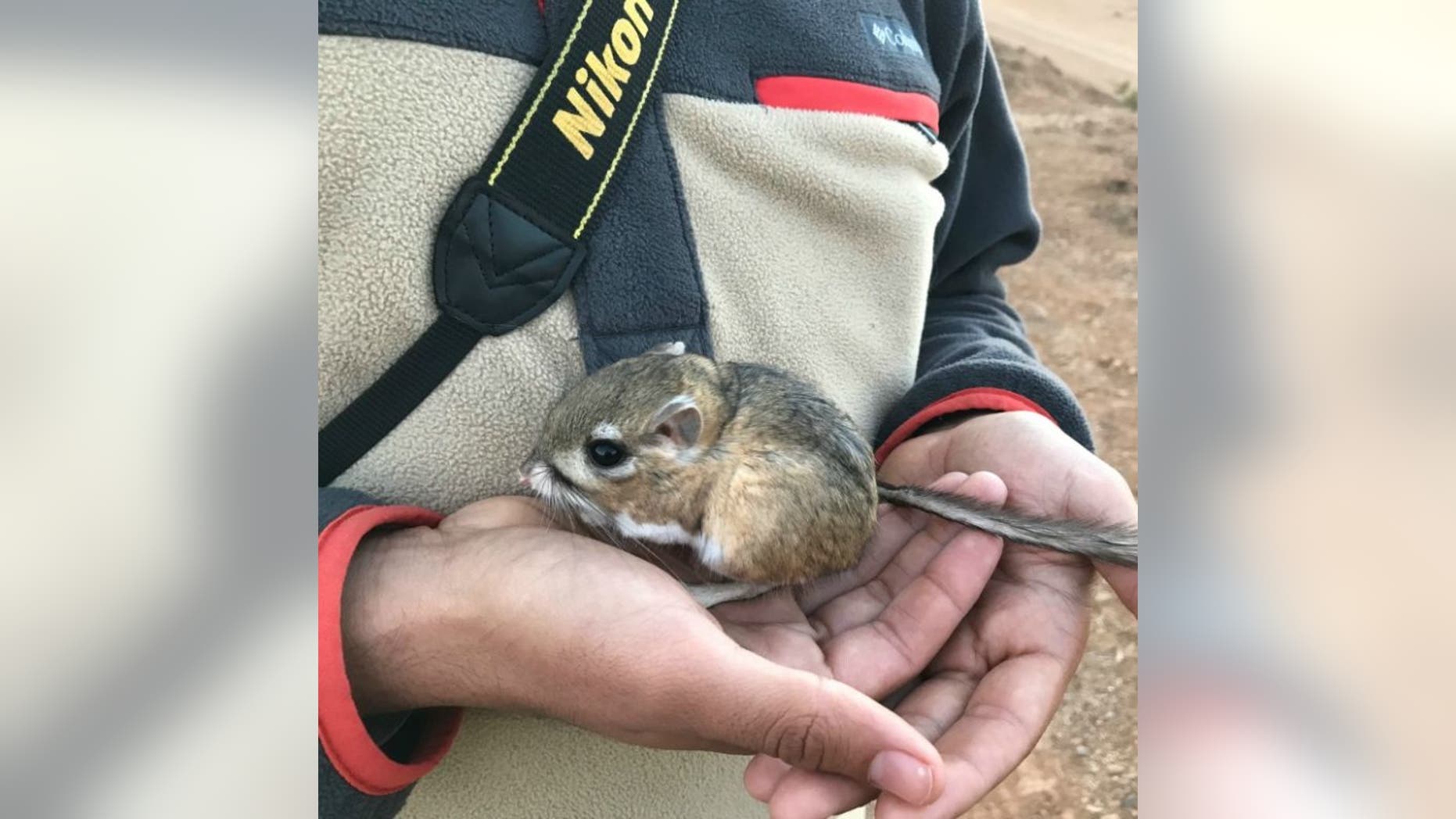The San Quintin kangaroo rat, which was last spotted in 1986, was recently discovered by researchers in Baja California.