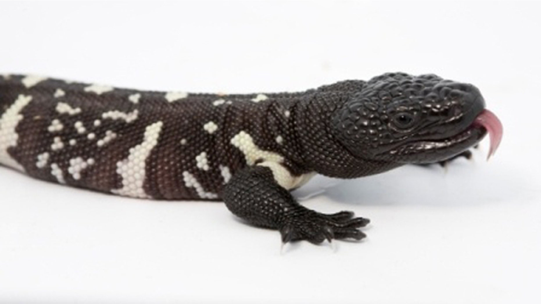 This image, obtained by Fox affiliate WAGA-TV, shows the Guatemalan beaded lizard.