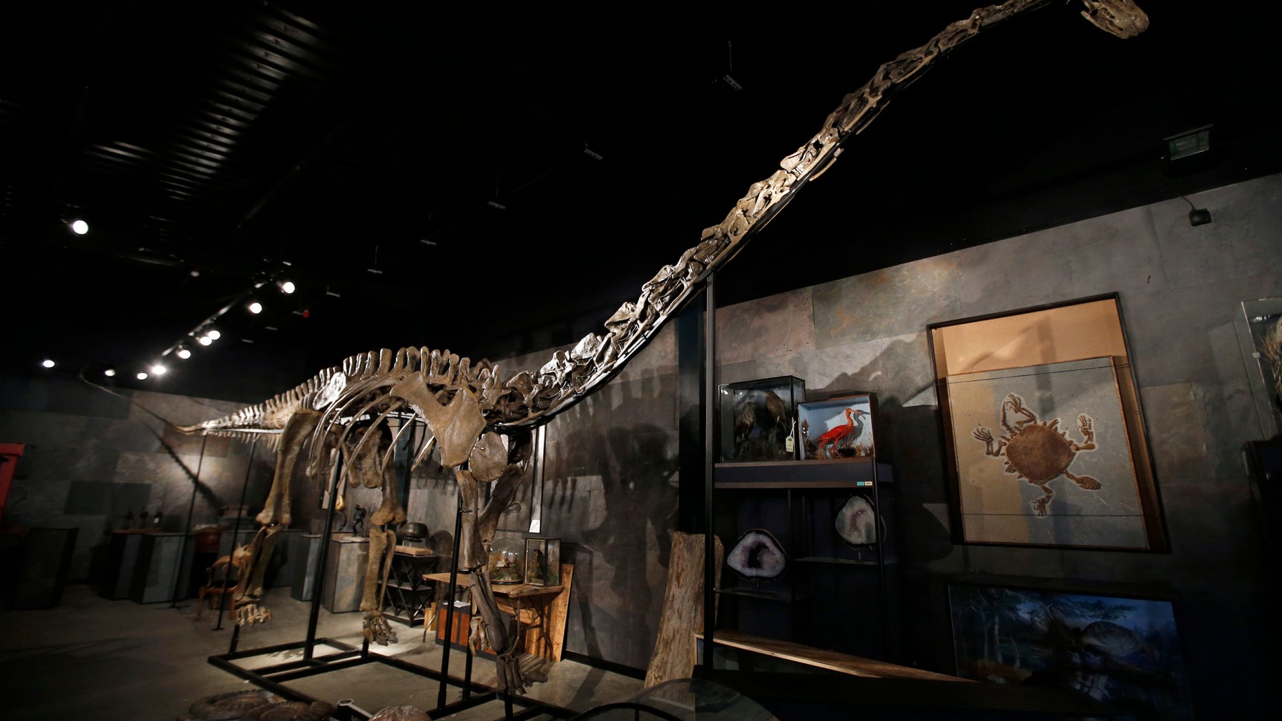 Oct. 15, 2013: A large dinosaur skeleton is placed at a warehouse of an auction house in Billinghurst, England. The 17-metre specimen is a Diplodocus longus, one of the biggest animals ever to have walked on earth , some 150 million years ago.