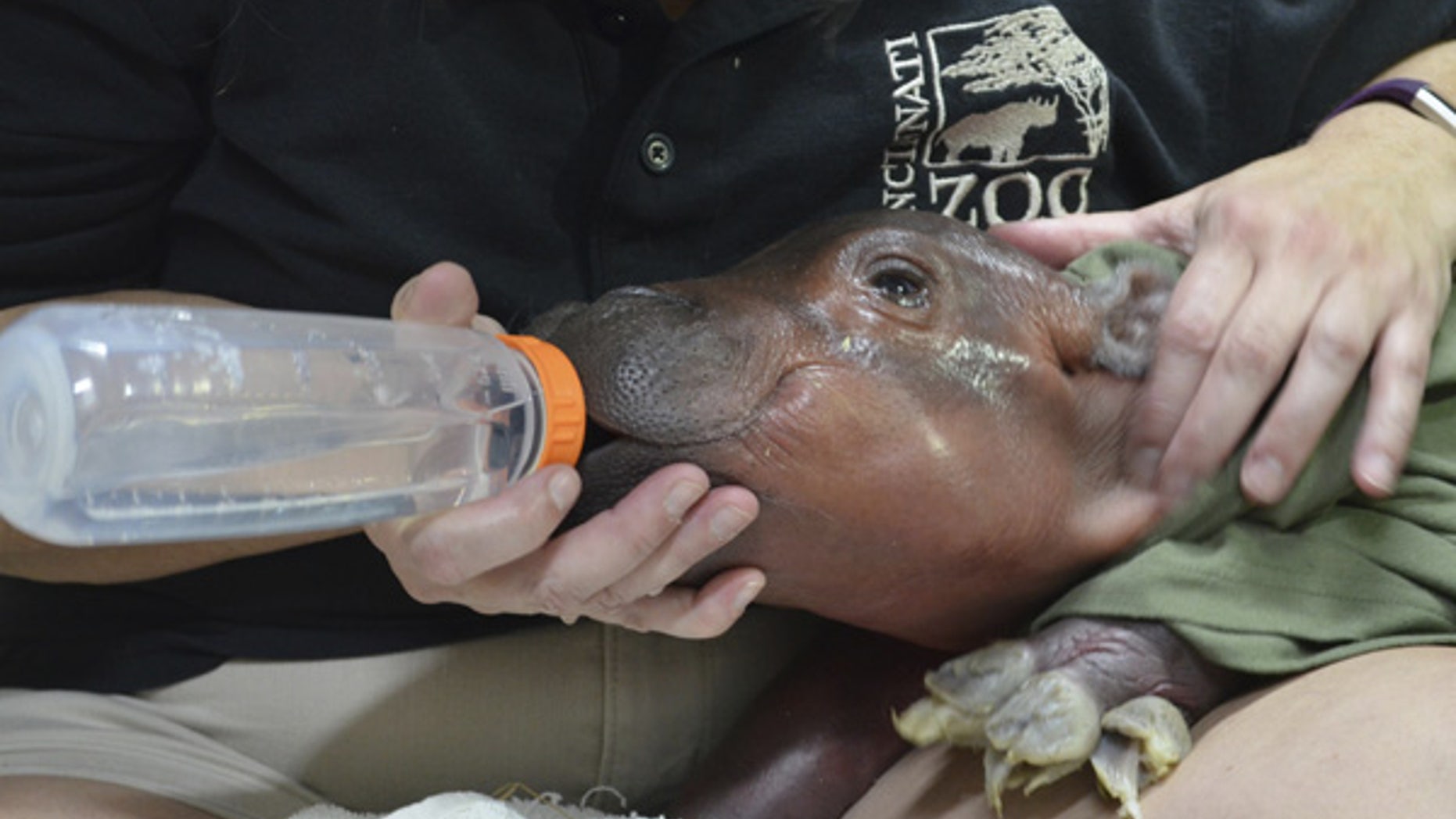 A zoo employee feeds a female hippopotamus calf born on Tuesday.