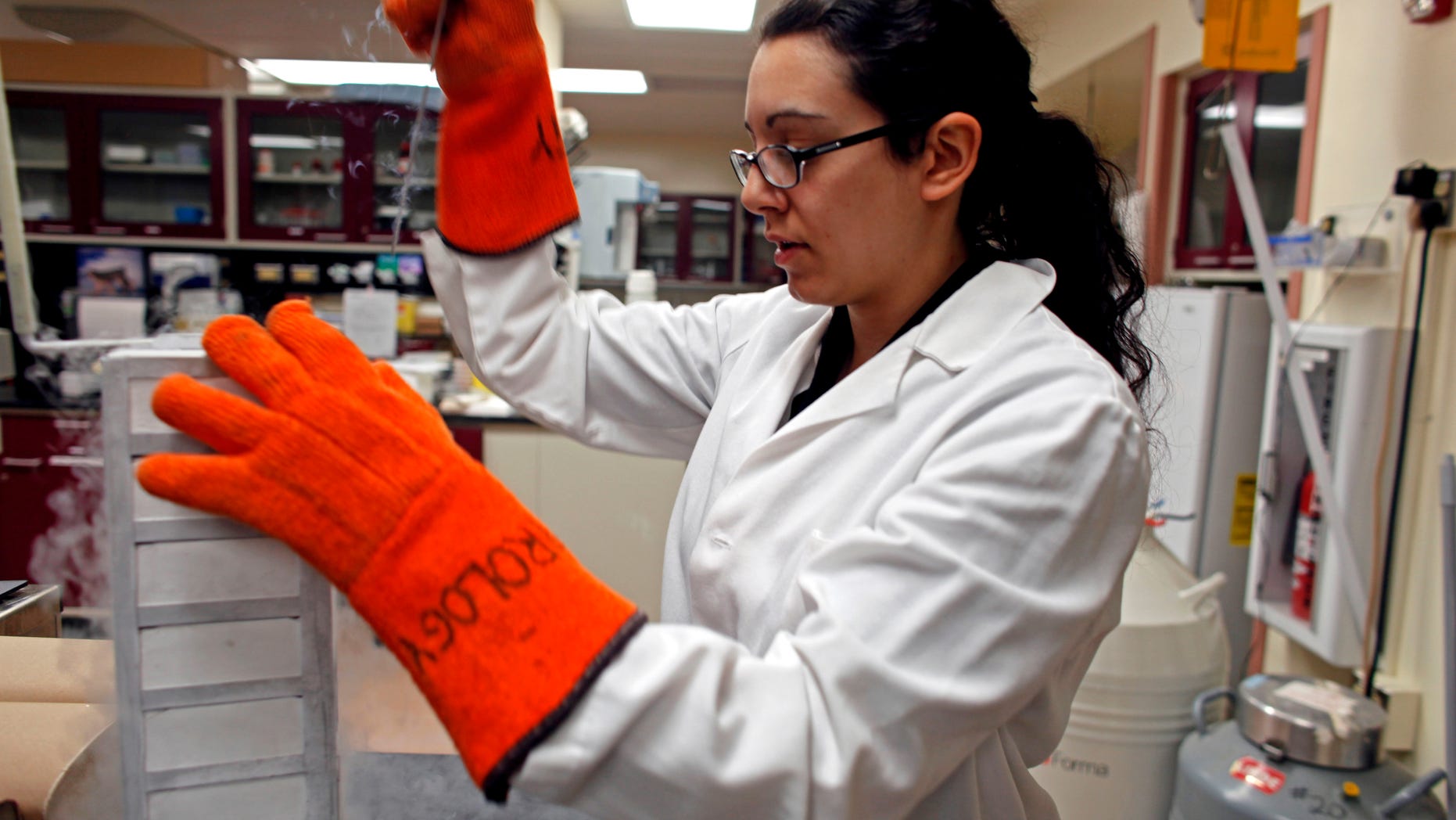 MADISON, WI - MARCH 10: Jessica Dias, associate research specialist, at the Wisconsin National Primate Research Center at University Wisconsin-Madison removes a new batch of Embryonic Stem Cells from deep freeze to be thawed before being worked on March 10, 2009 in Madison, Wisconsin. On March 9, 2009 President Barack Obama signed an order reversing the Bush administration's limits on human embryonic stem cell research. Scientists at the University Wisconsin-Madison, who were the first to experiment in finding cures to neurological and muscular diseases through stem cell research, are now hoping to receive federal funding to aid in their work. (Photo by Darren Hauck/Getty Images)