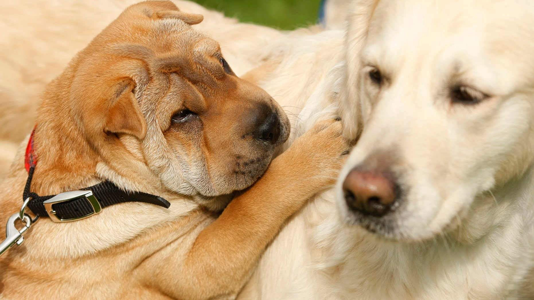 Sharpa-Pei dog 'Pasha' (L) plays with a Golden Retriever during photo call for a dog show in Dortmund April 23, 2009. More than 6,000 dogs will compete for the title of the best pedigree hound on May 1 to 3, 2009 in Dortmund. REUTERS/Ina Fassbender (GERMANY SOCIETY ENVIRONMENT ANIMALS) - RTXEA74