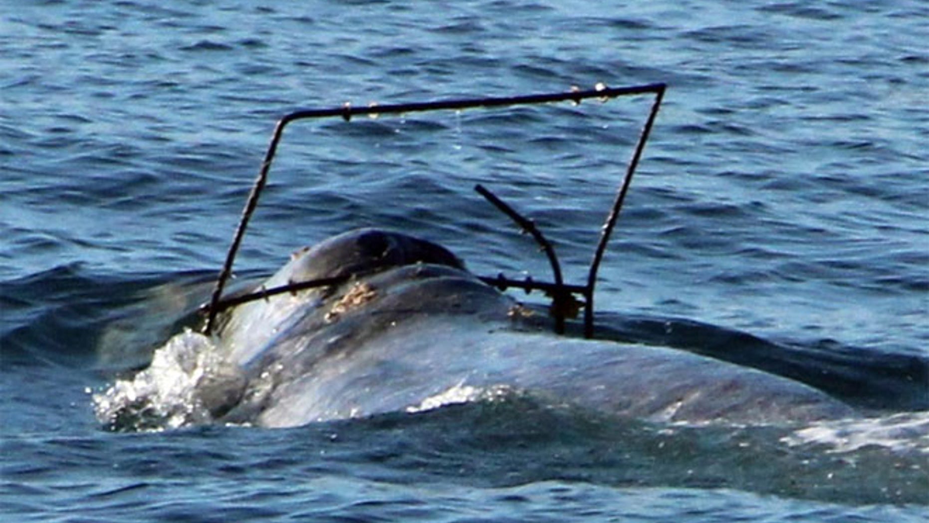 In this photo provided by Capt. Dave's Dolphin and Whale Safari, a gray whale is caught in what appears to be some kind of frame off the coast at Dana Point, Calif.