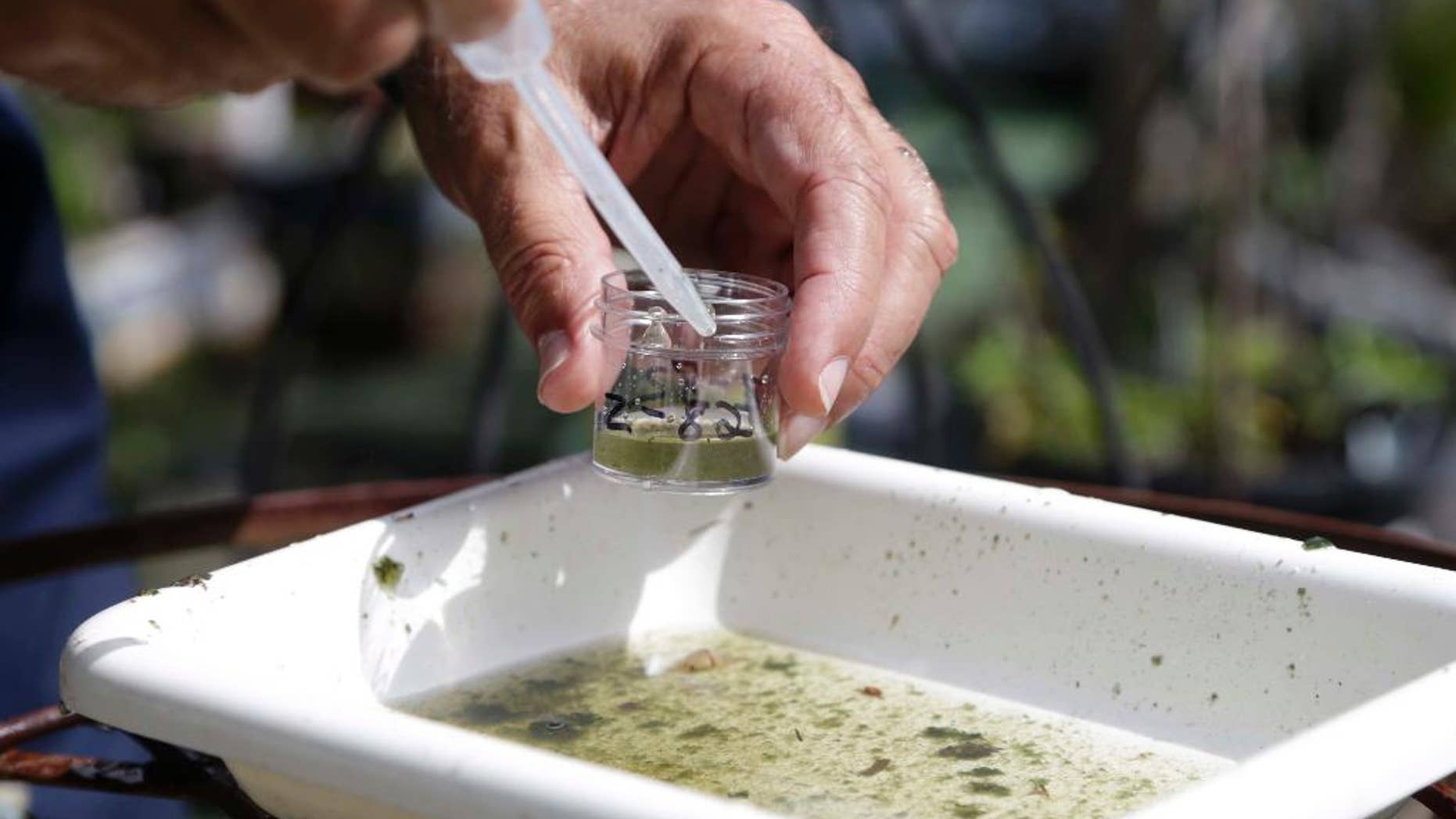 FILE - In this Tuesday, June 28, 2016 file photo, Evaristo Miqueli, a natural resources officer with Broward County Mosquito Control, takes water samples decanted from a watering jug, checking for the presence of mosquito larvae in Pembroke Pines, Fla. The officers make daily inspections and respond to resident's complaints about mosquitoes, as part of their mosquito control procedure. On Wednesday, July 27, 2016, Florida health officials said they are investigating two more mysterious cases of Zika infection that do not appear to be directly related to travel, bringing the total to four. (AP Photo/Lynne Sladky)