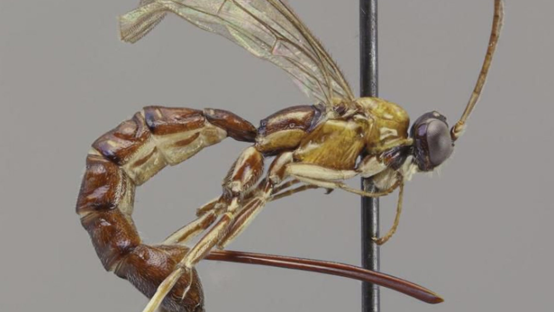 Scientists discovered a wasp whose stinger “looks like a fierce weapon.”