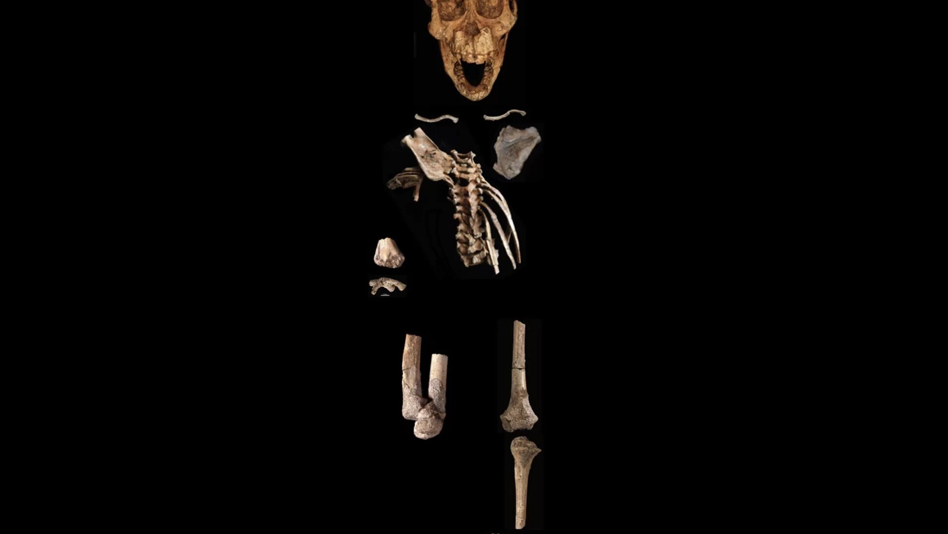 The Dikika foot is one part of a partial skeleton of a 3.32 million-year-old skeleton of an Australopithecus afarensis child. Credit: Zeresenay Alemseged