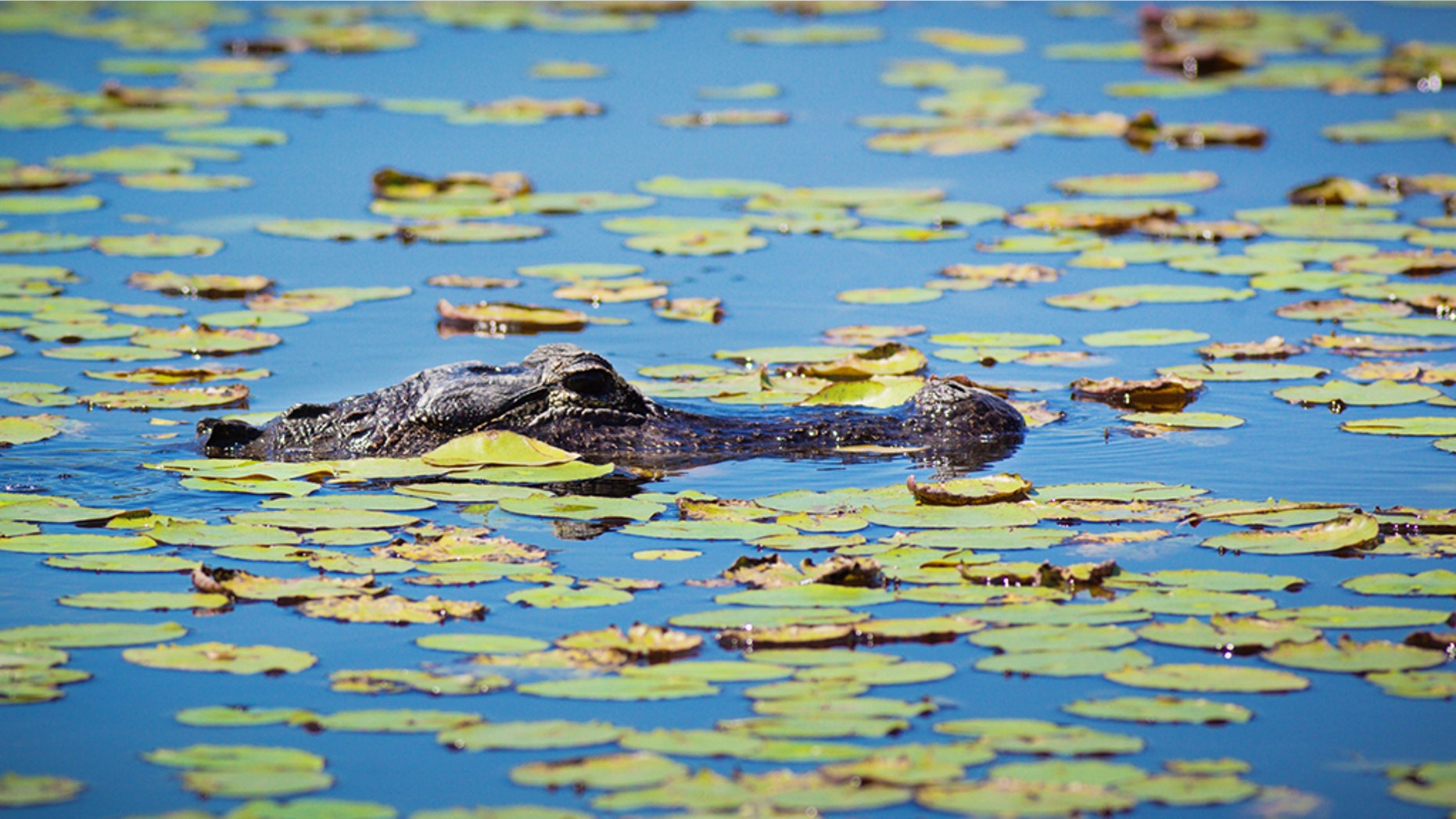 The alligator has been "actively fed" by humans, officials said.