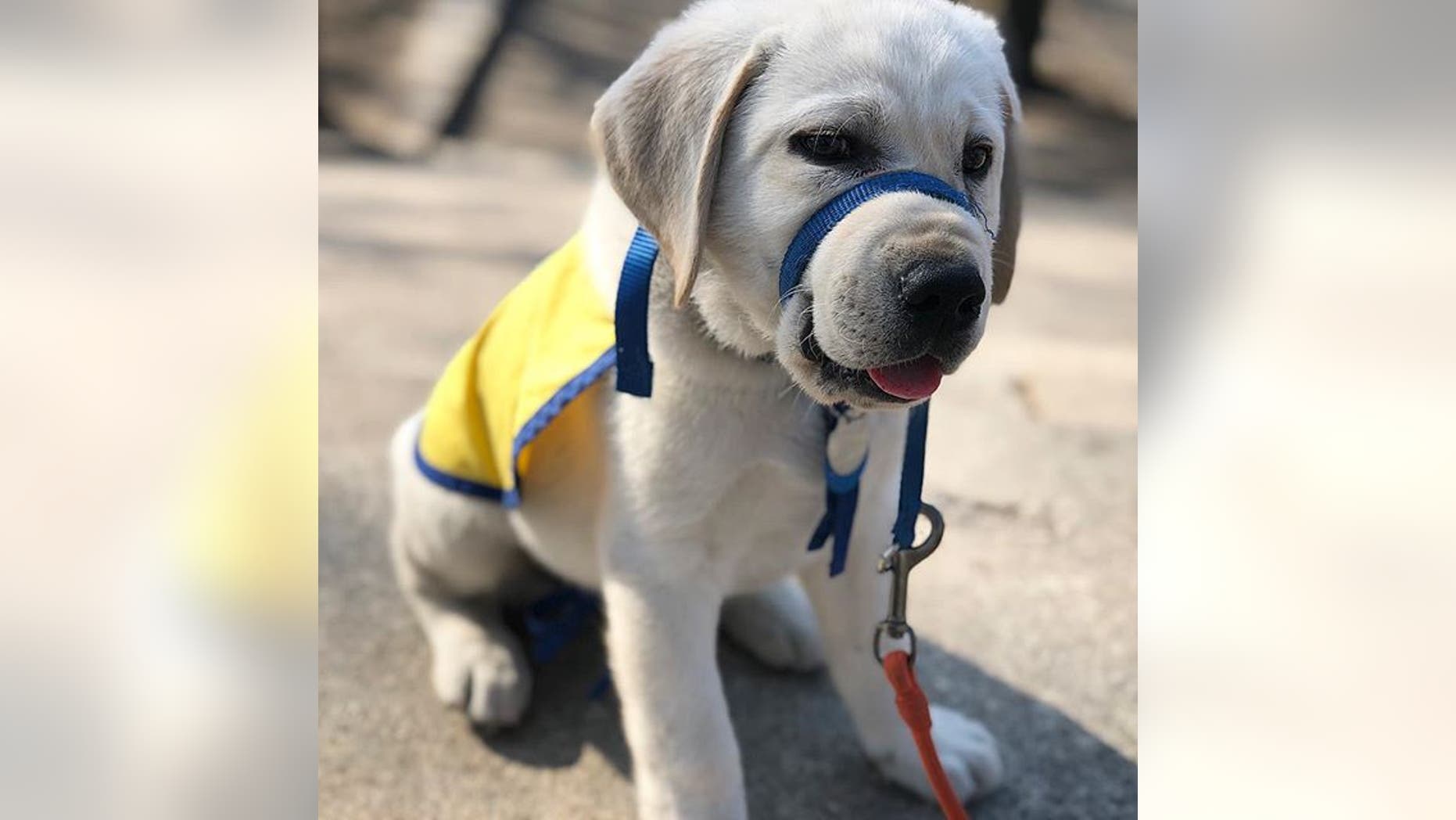 Spike is currently being raised for Canine Companions for Independence. Follow his journey at Fox News!