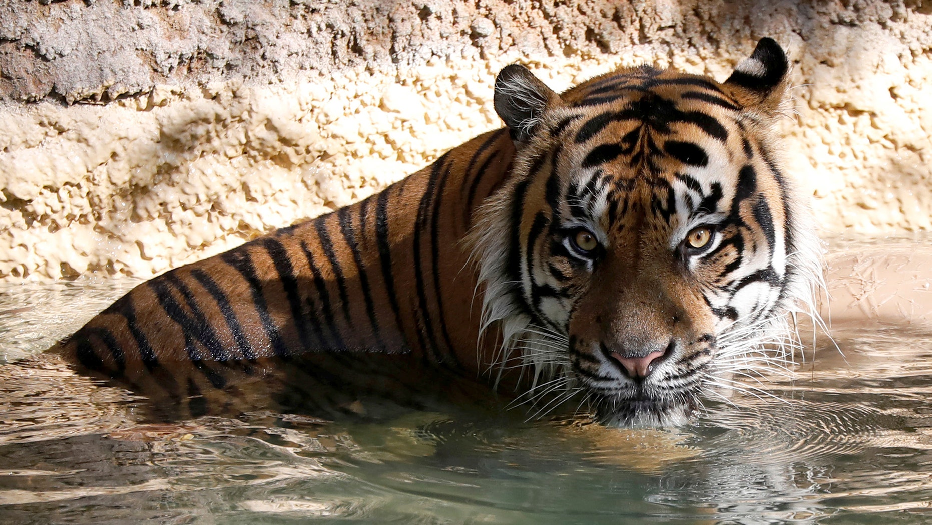 A Sumatran tiger cools off in her enclosing during a summer day during a Los Angeles Zoo, Aug. 5, 2017. (Reuters)