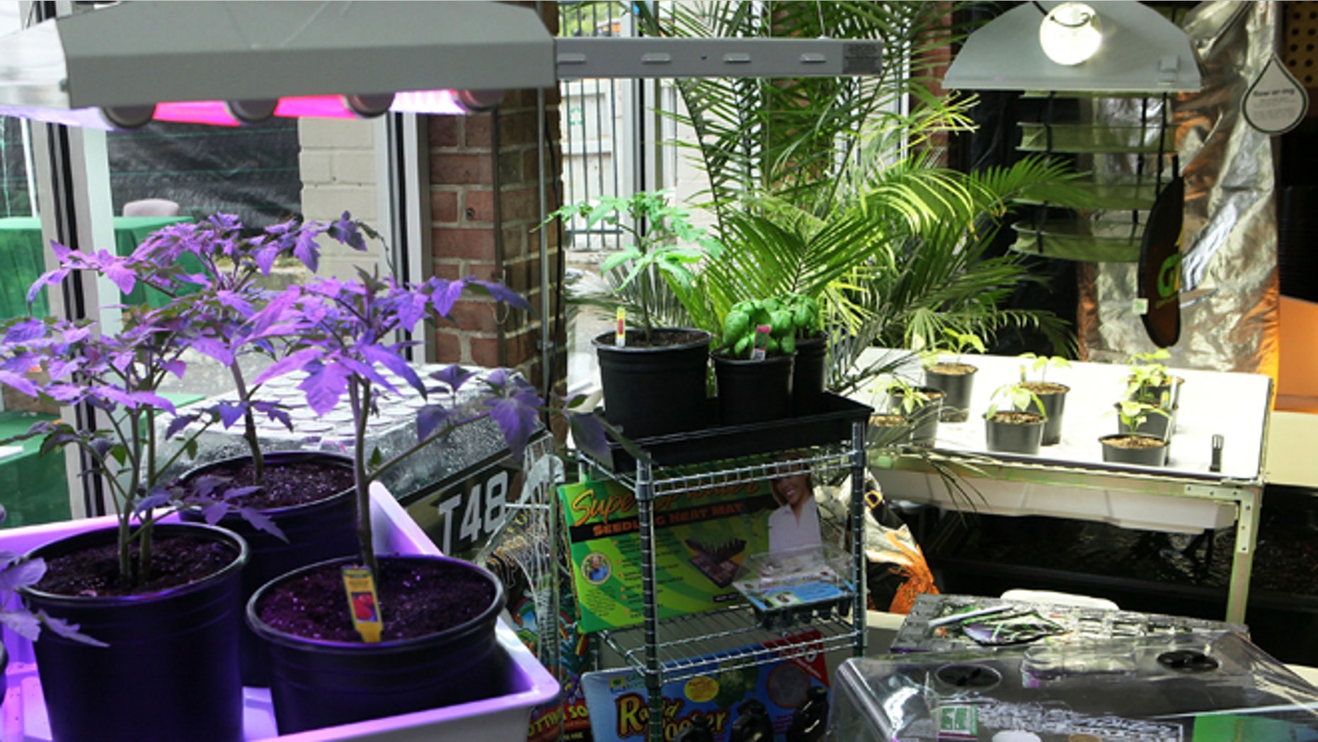 WASHINGTON, DC - MARCH 30: Hydroponic plant growing system is on display in the weGrow marijuana cultivation supply store during its grand opening March 30, 2012 in Washington, DC. The store provides one-stop-shopping for supplies and training to grow plants indoors, from tomatoes to medical marijuana, though not the actually marijuana plants or seeds. DC government announced that it has picked six companies to grow marijuana and sell medical cannabis to registered patients. (Photo by Alex Wong/Getty Images)