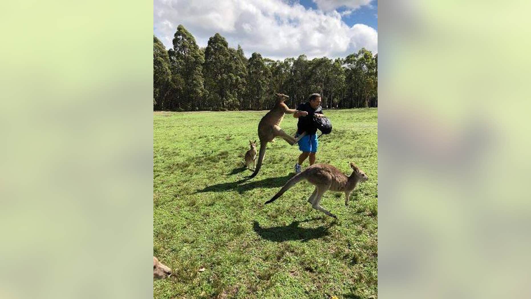 Tourists are being warned against feeding kangaroos after an uptick in attacks have been reported.