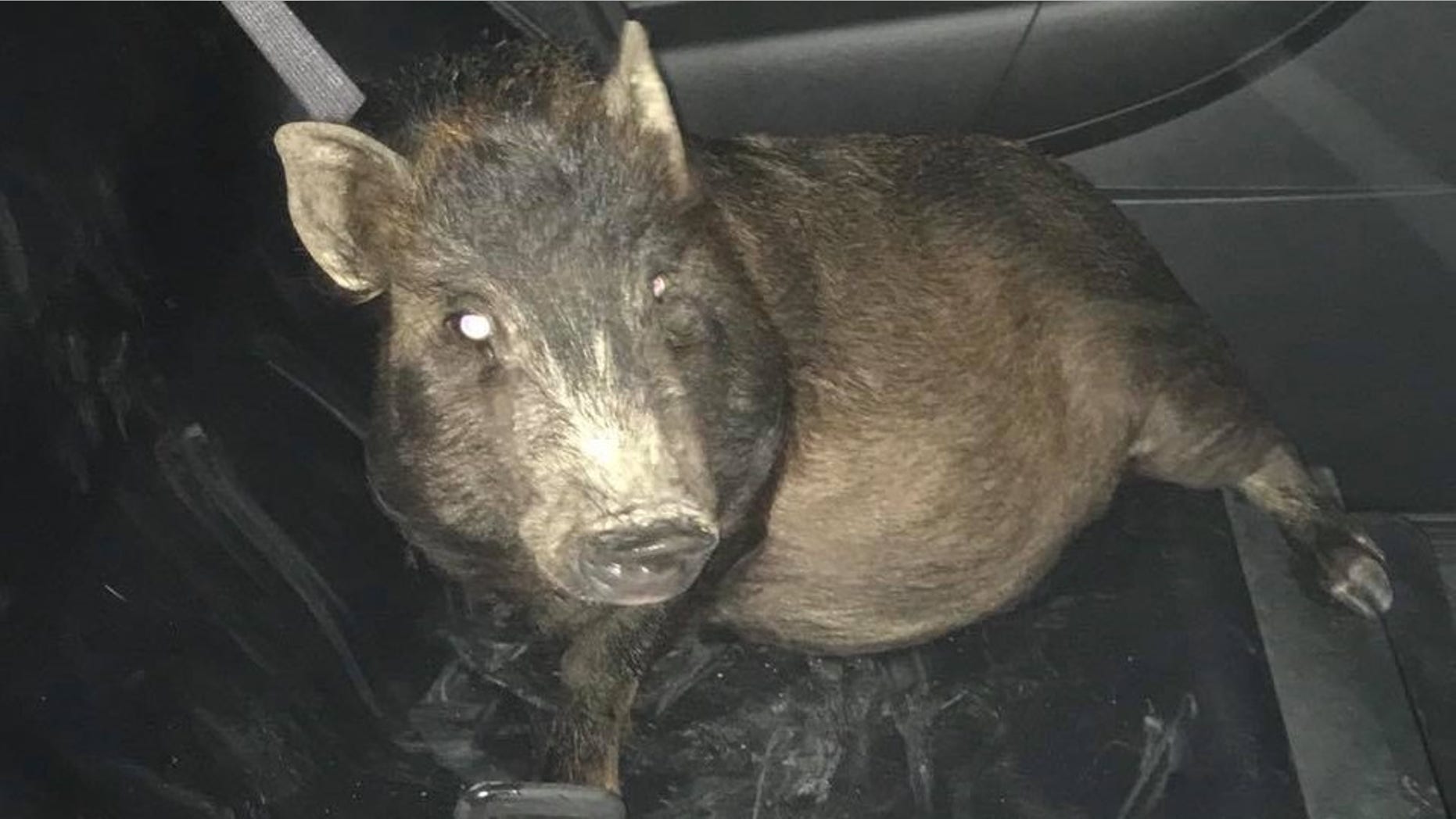 Police captured a pig after a man called 911 to report the animal following him.