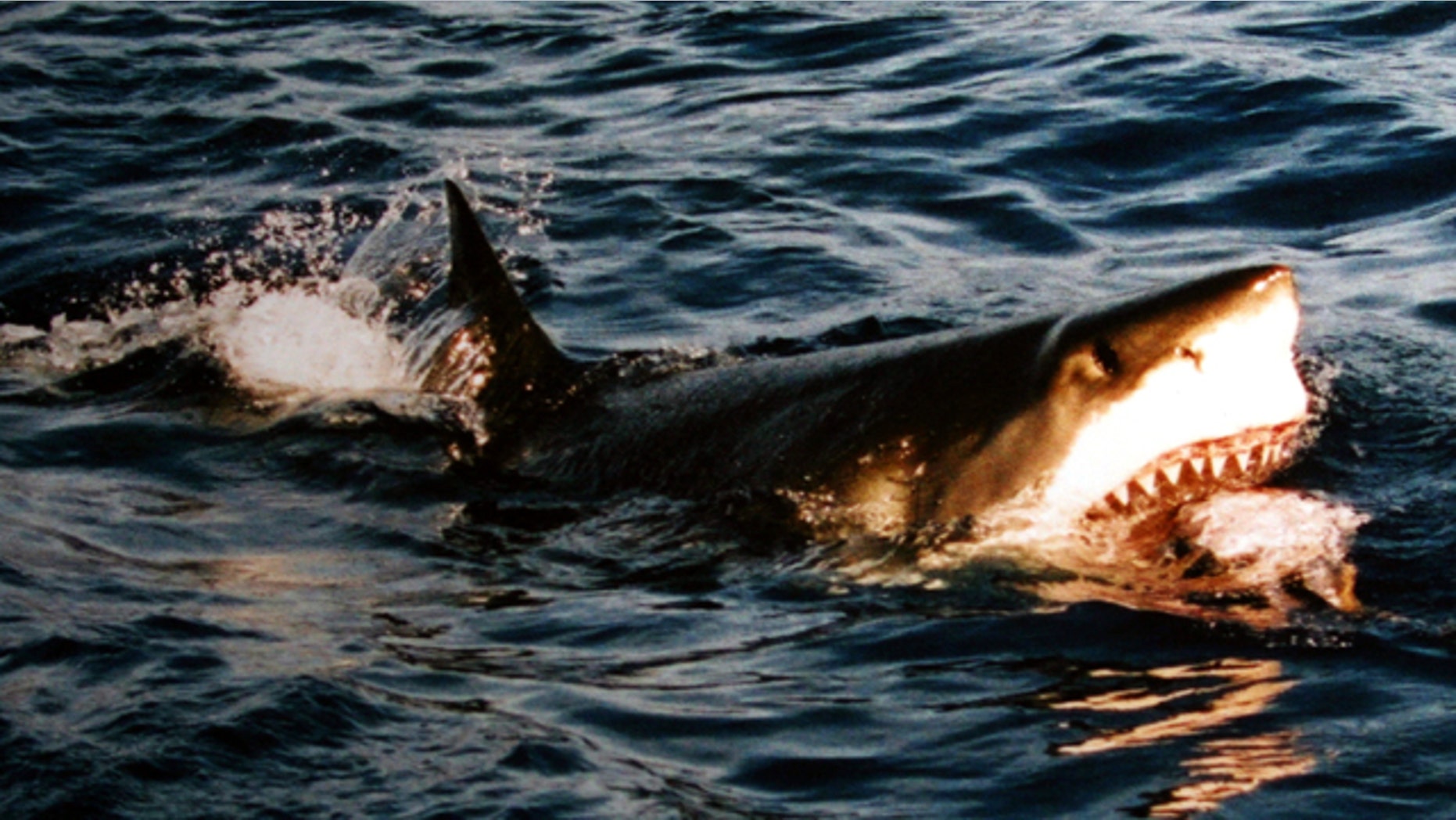A great white shark is photographed feeding at Isla Guadalupe, Mexico. One of the fierce creatures was just spotted off the Massachusetts coast.