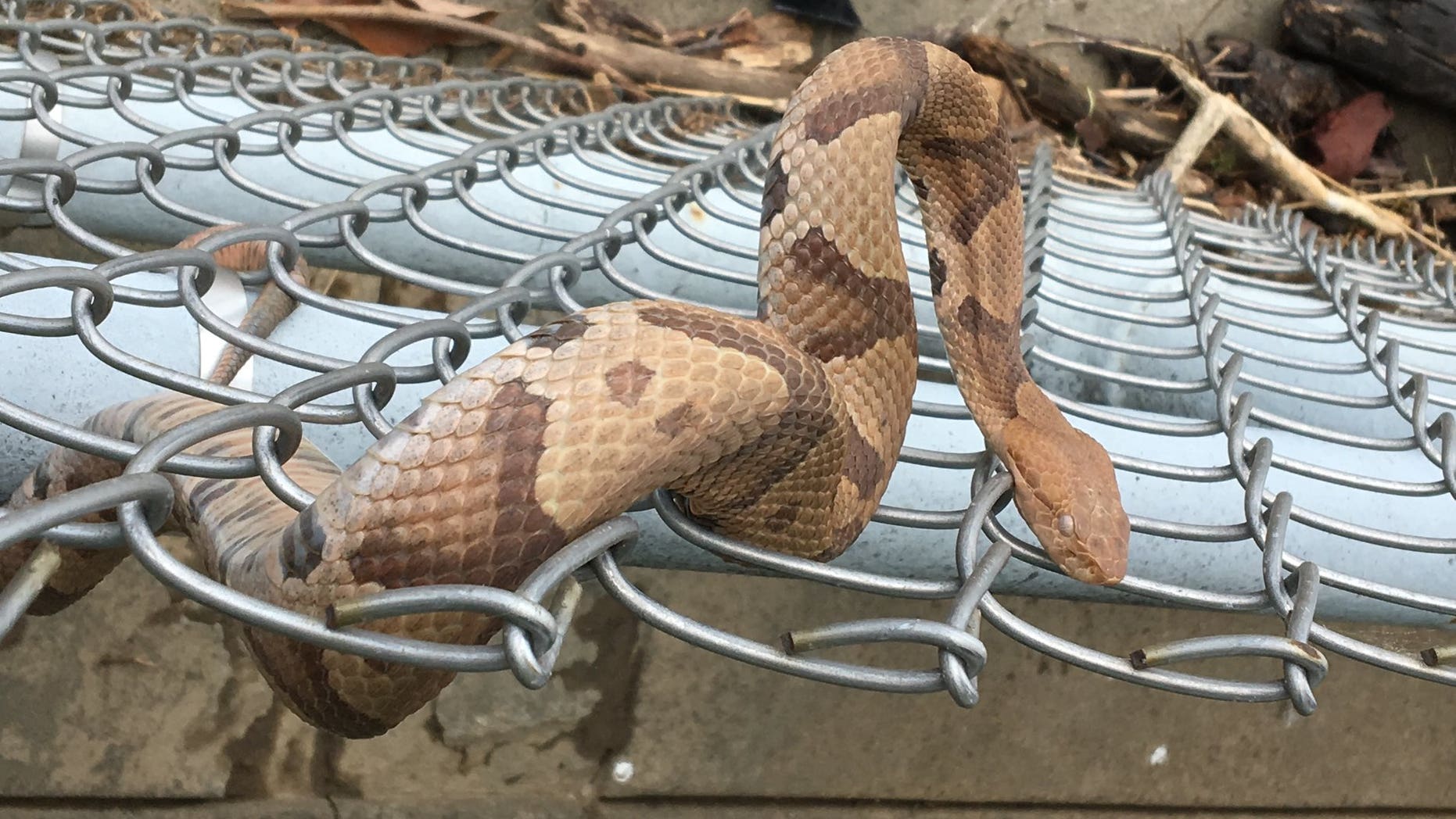 A copperhead snake was spotted near the National Mall in Washington, D.C. on May 22.