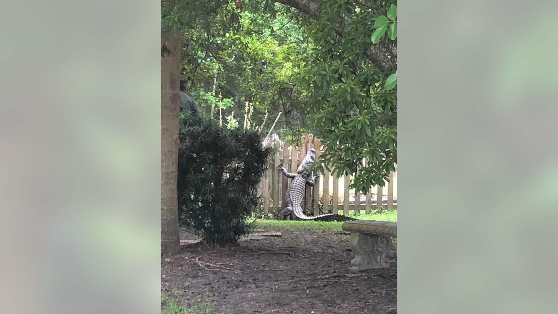 South Carolina resident Shari Sebuck said she was in shock when she saw a 7-foot alligator attempting to scale a fence in her neighborhood.