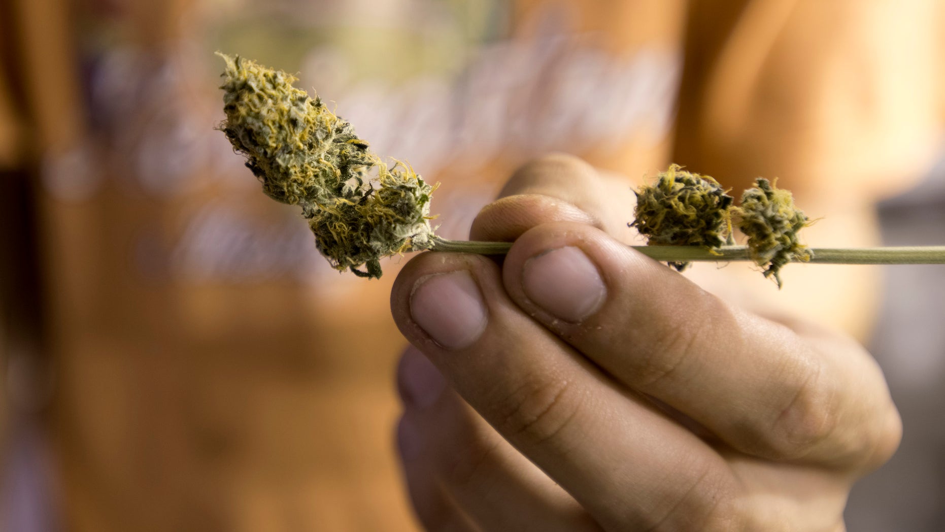FILE - In this Dec. 18, 2013 file photo, Juan Andre Palese, a marijuana grower, shows a dried marijuana flower, on the outskirts of Montevideo, Uruguay. Palese was using a fake name when he founded Uruguay’s first marijuana growing store, where he made sure not to sell any illegal seeds or plants. But he’s operating in the open now that President Jose Mujica signed into law his government’s plan to create and regulate the world’s first national marijuana market. (AP Photo/Matilde Campodonico, File)