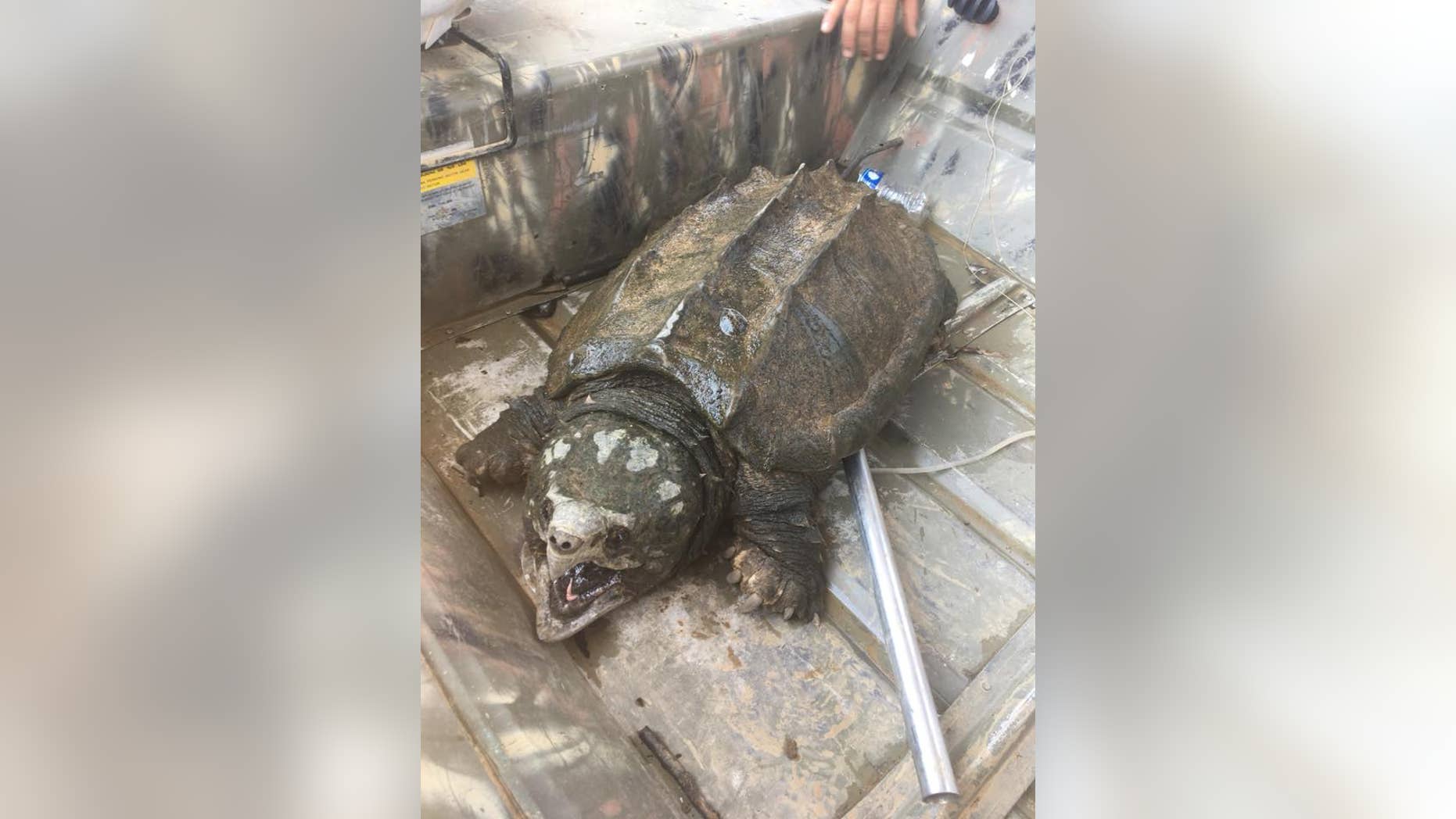 Two fishermen in Oklahoma came across the alligator snapping turtle while fishing with a trotline.