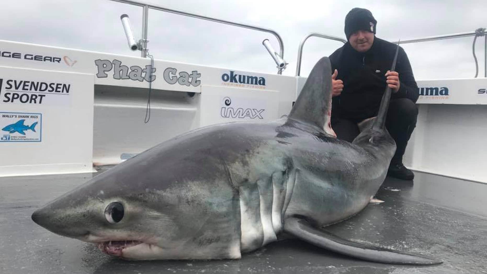 Tourist Matthew Burrett reeled in the 324-pound shark during a recent trip with Phatcat Charters off the coast of Wales.