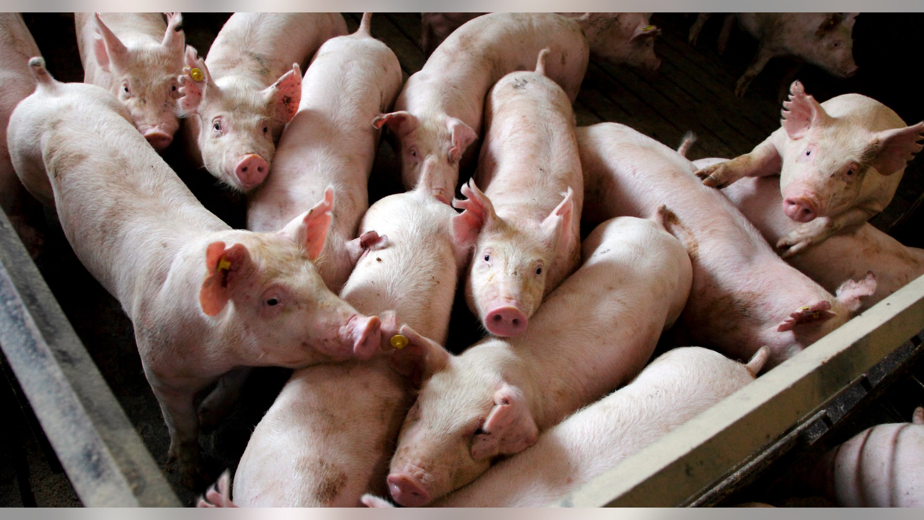 Three-and-a-half-month-old hogs are seen at Whiteshire Hamroc farm in Albion, Indiana, March 16, 2012. The animals here at the Whiteshire Hamroc farm have been bred for one purpose: to be flown halfway around the world, on a journey fueled by China's appetite for food independence. In a country where pork is a culinary staple, the demand for a protein-rich diet is growing faster than Chinese farmers can keep up. While Americans cut back on meat consumption to the lowest levels seen in two decades, the Chinese now eat nearly 10 percent more meat than they did five years ago. Picture taken March 16, 2012. To match INSIGHT USA-CHINA/FOOD REUTERS/John Gress (UNITED STATES - Tags: FOOD AGRICULTURE BUSINESS ANIMALS) - RTR30Z0A