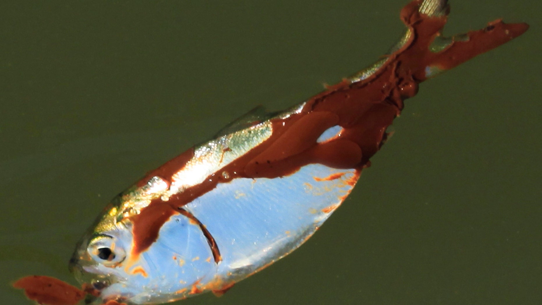 June 6: A small oil-covered fish lies on the water's surface at Bay Long off the coast of Louisiana.