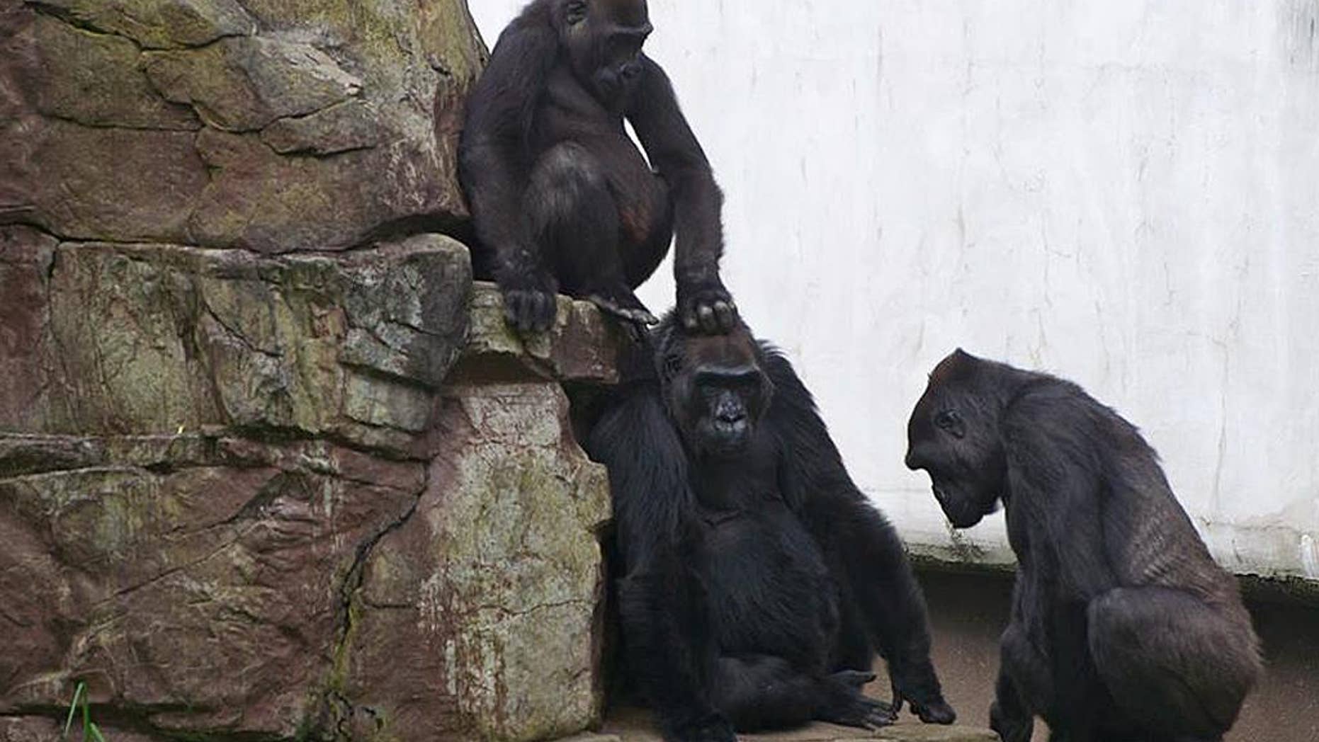 In this photo provided by the San Francisco Zoo, lowland gorillas are seen Monday, Nov. 10, 2014 at the San Francisco Zoo. In the wake of Friday’s tragic accidental death of the young female gorilla Kabibe, San Francisco Zoo primate staff has been monitoring the six-member western lowland gorilla troop. As the Zoo reported, Kabibe died in a tragic accident on November 7 when she unexpectedly darted under a closing door. (AP Photo/Sandi Wong, San Francisco Zoo)