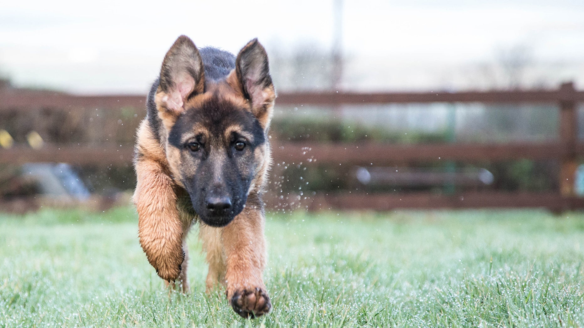The U.S. Open Tennis tournament announced that puppies would be joining the tournament staff this year -- in an April Fools' Day post on Twitter.