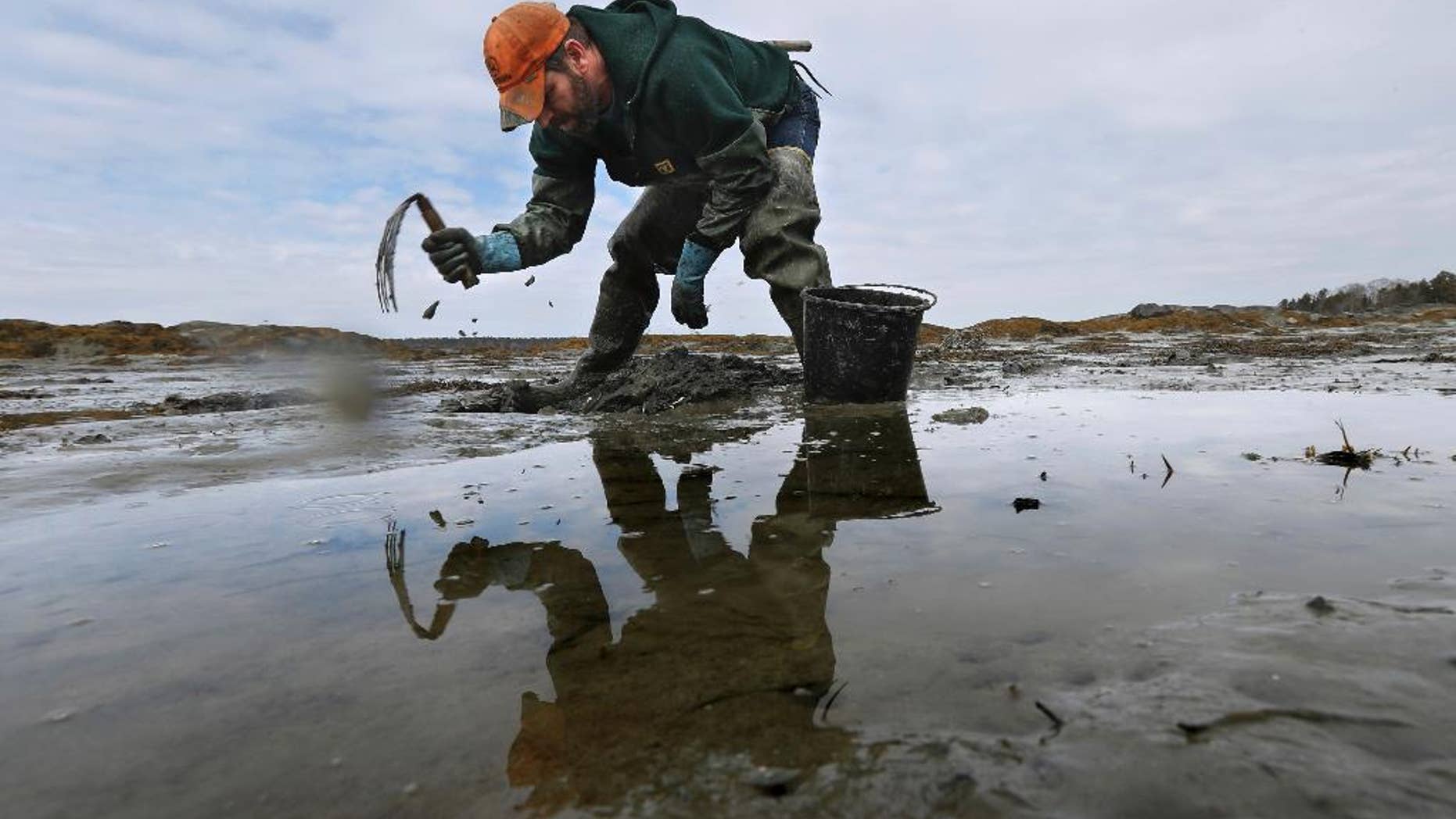 In this Tuesday, March 21, 2017 photo, Dan Harrington digs for bloodworms on a mudflat in Freeport, Maine. Maine is by far the biggest harvester of bloodworms and sandworms in the country, and the state's harvest has declined to a third of levels in the 1970s. (AP Photo/Robert F. Bukaty)