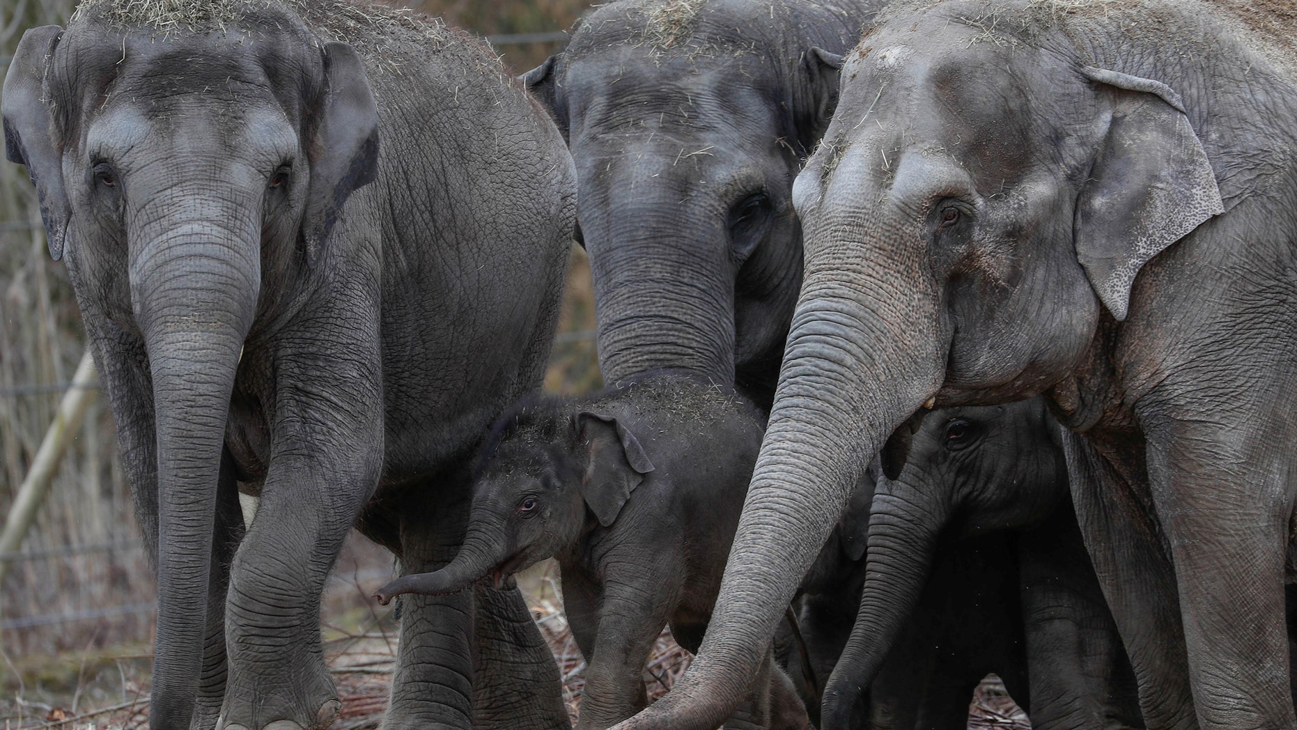 Newborn Asian elephant Tun Kai is pictured with members of its family on the first day of a public appearance at the Planckendael Zoo in Mechelen, Belgium March 9, 2018. (REUTERS/Yves Herman)