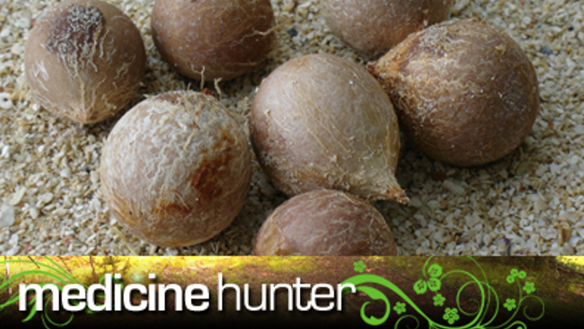 Tamanu nuts. Tamanu oil relieves the pain of a burn, bite or sting, and does so quickly.