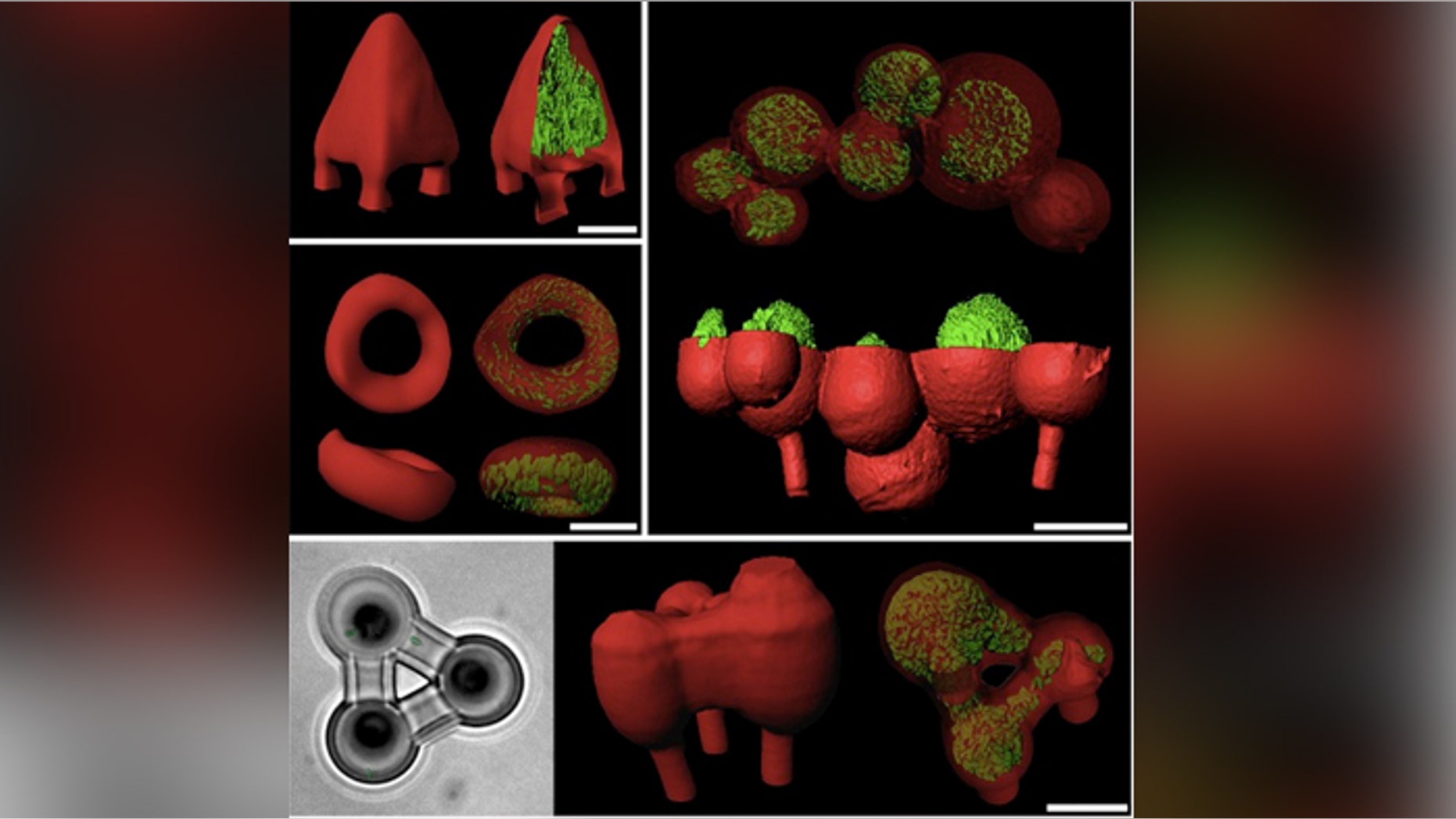 3D printing allows scientists to build their own bacterial colonies in any number of shapes, from pyramids to donuts to spheroids.