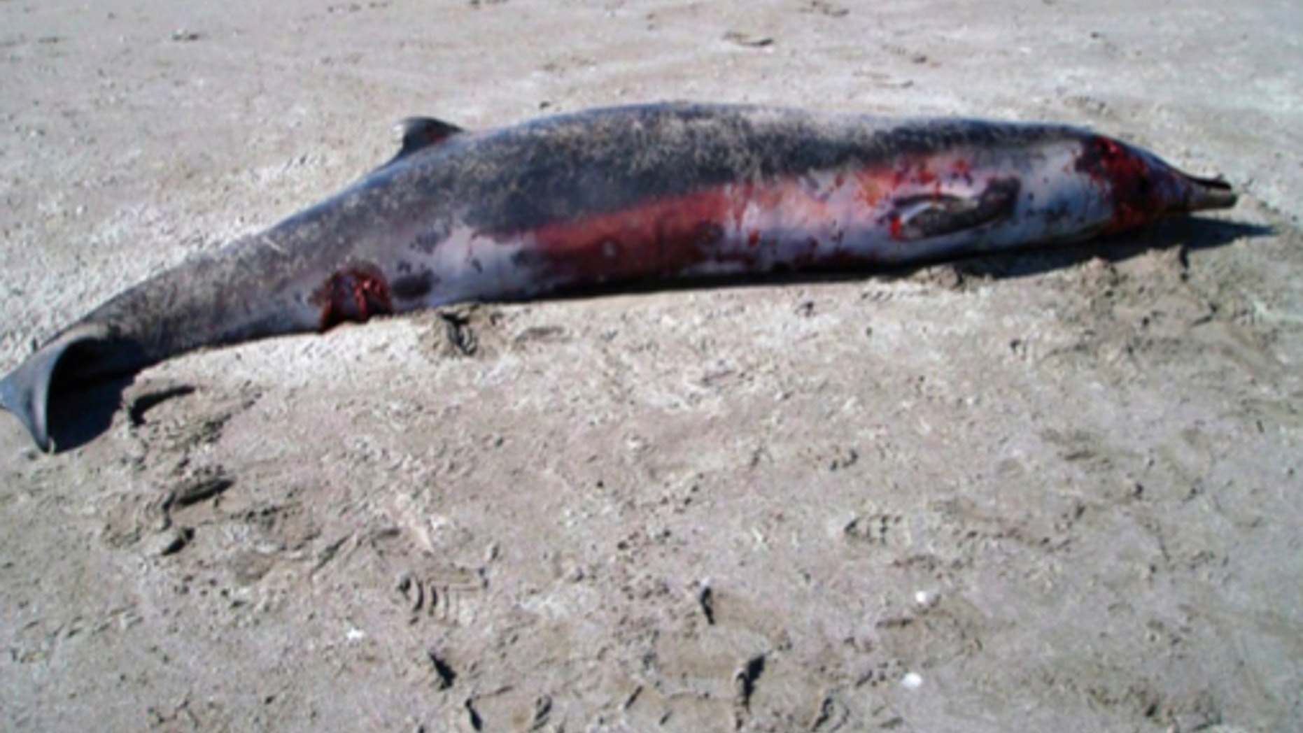 The world's rarest whale, the spade-toothed beaked whale, has been spotted for the first time in New Zealand. The whale stranded and died on a beach in December 2010.