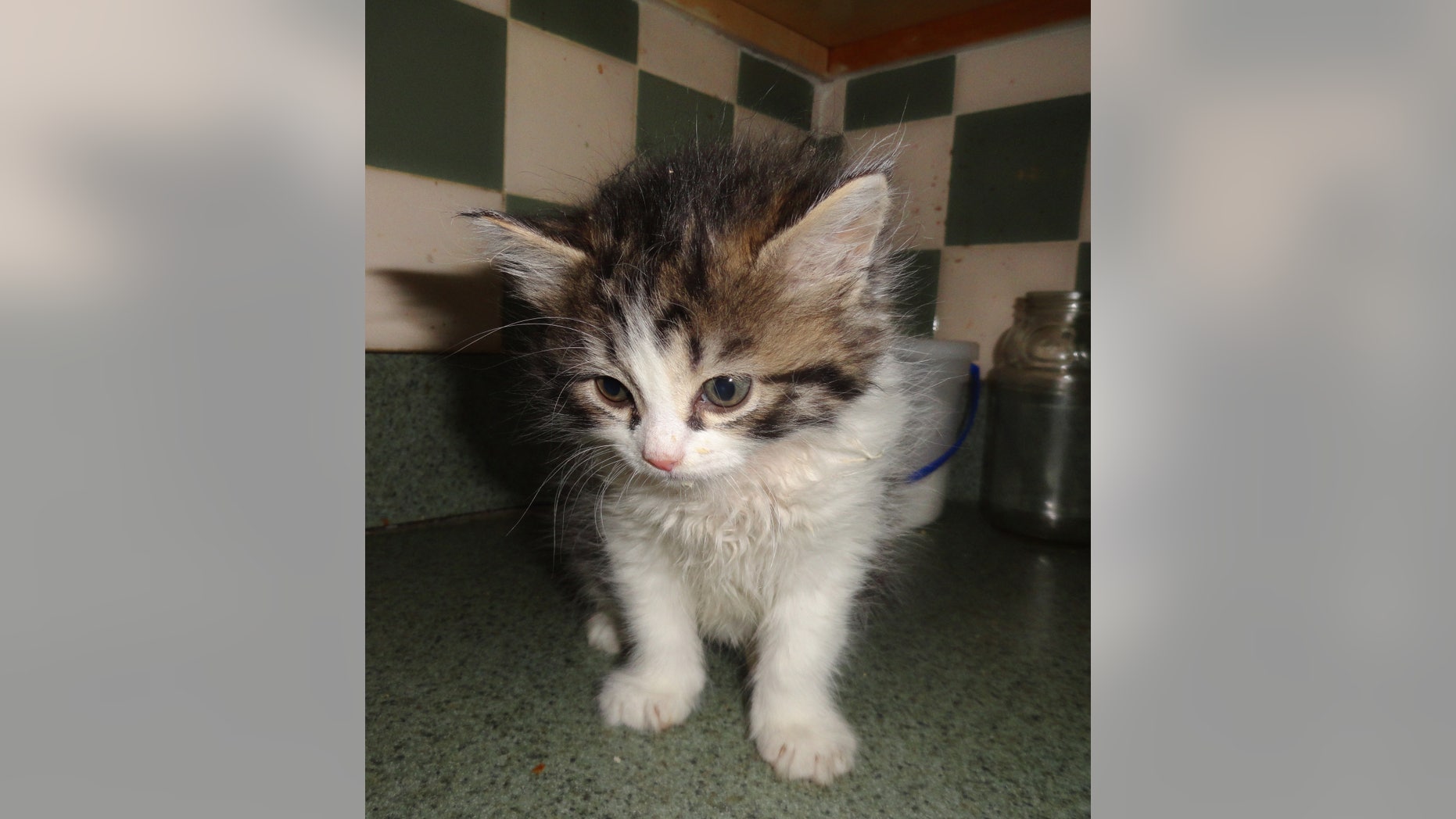 This April 7, 2013 photo provided by the SPCA of Westchester shows a 5-week-old kitten named Precious in her owner's apartment in Yonkers, N.Y., after the feline survived being thrown from a 3rd floor window of the apartment earlier that day during a domestic argument. Westchester County SPCA enforcement director Ernest Lungaro said the 1-pound female kitten suffered a mouth injury but no broken bones after apparently landing on all fours.(AP Photo/SPCA of Westchester, Ernest Lungaro)
