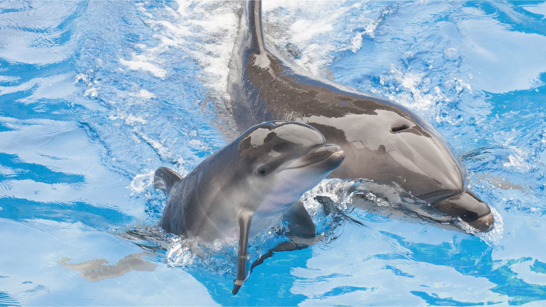 SAN DIEGO, CA - OCTOBER 20: In this handout photo provided by SeaWorld San Diego, Sadie, a 13-year-old bottlenose dolphin at SeaWorld San Diego, swims with her newborn calf at the marine park's Dolphin Stadium October 20, 2014 in San Diego, California. The calf, born on Saturday, Oct. 18 at 3:32 p.m., is strong and appears to be in good health. She is nursing regularly and continues to bond with its mother. This is the 80th bottlenose dolphin born at SeaWorld San Diego.
(Photo by Mike Aguilera/SeaWorld San Diego via Getty Images)