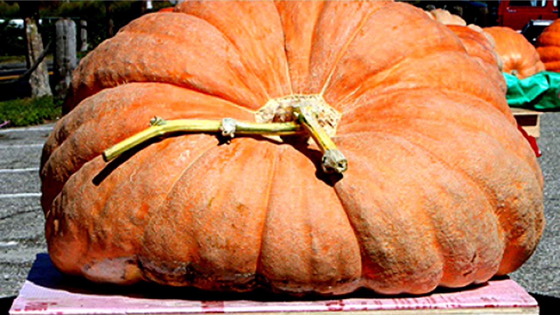Super-sized pumpkins are attracting attention as scientists work with growers to make them even larger.